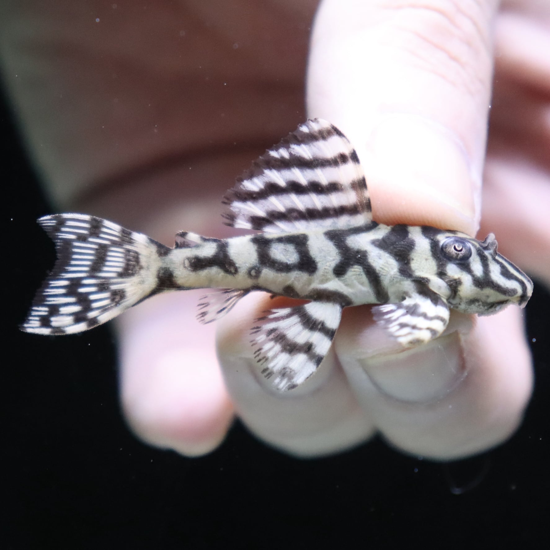 メガクラウン プレコ 約5センチ