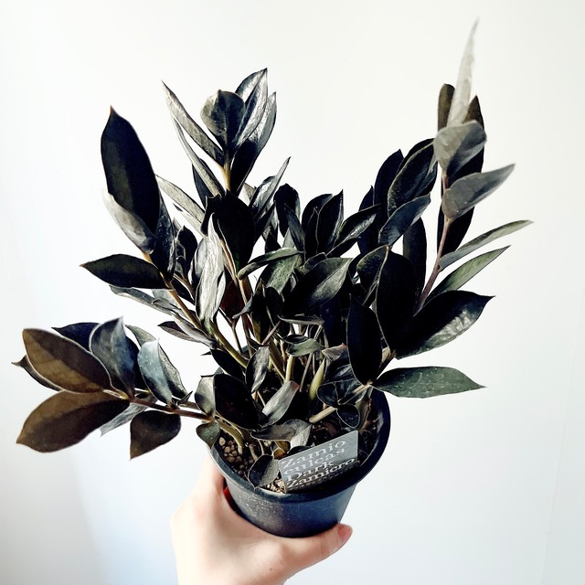 【新品種】ザミオクルカス ダークザミクロ 矮性レイヴン 登録品種 観葉植物