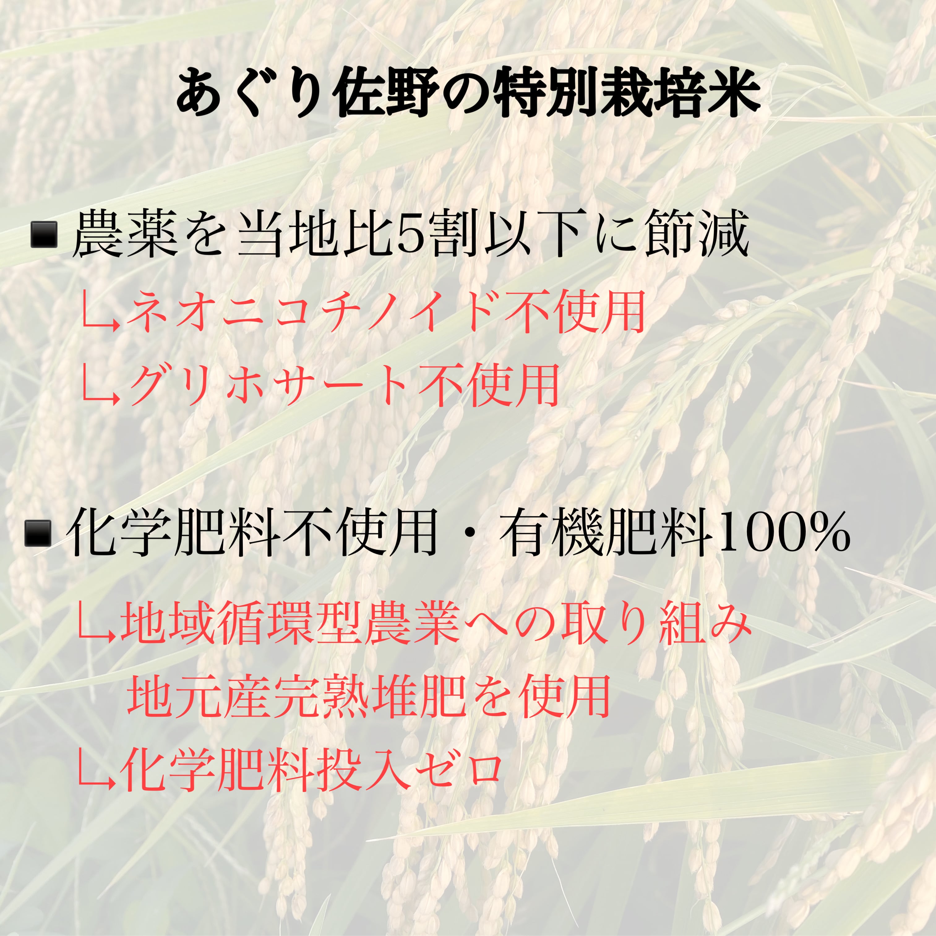 令和5年新米 自然栽培米亀の尾 玄米10kg×2 農薬不使用・肥料不使用