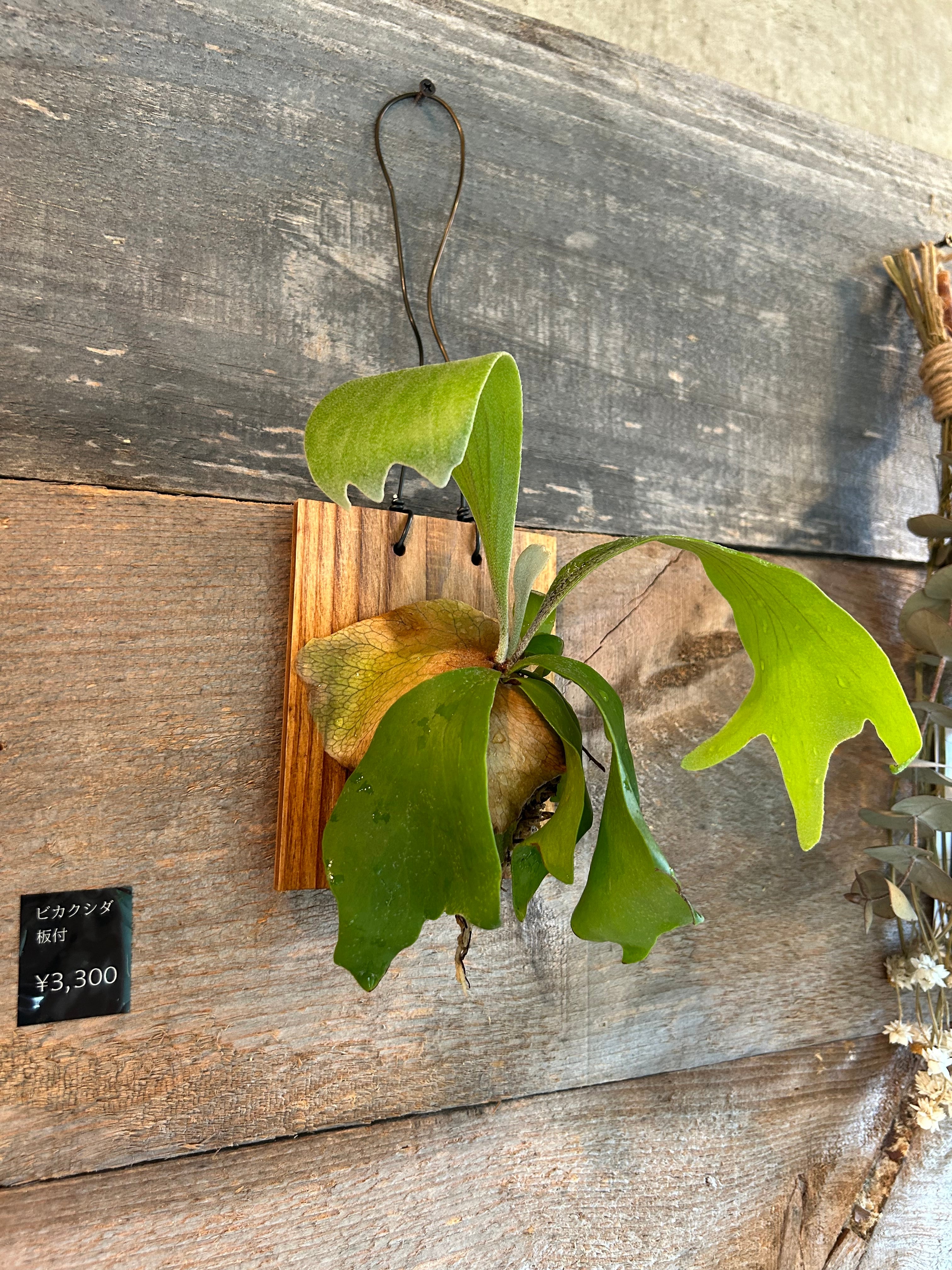 72e2618c5b26c79a0eae21b0dca264