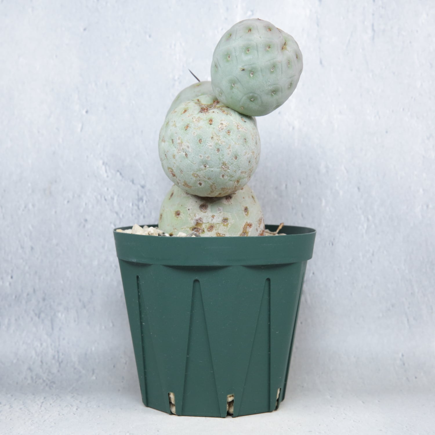 大球 4球 棘無し テフロカクタス ゲオメトリクス | LIGHTHOUSE.PLANTS