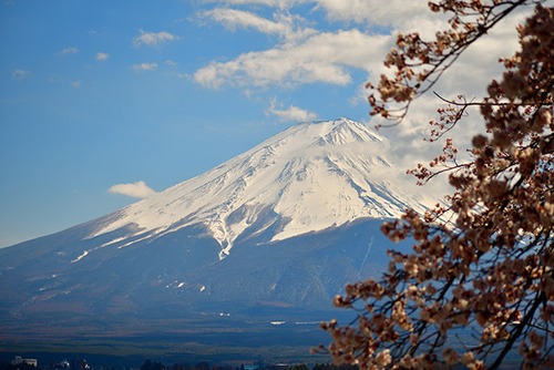 富士山と桜 08