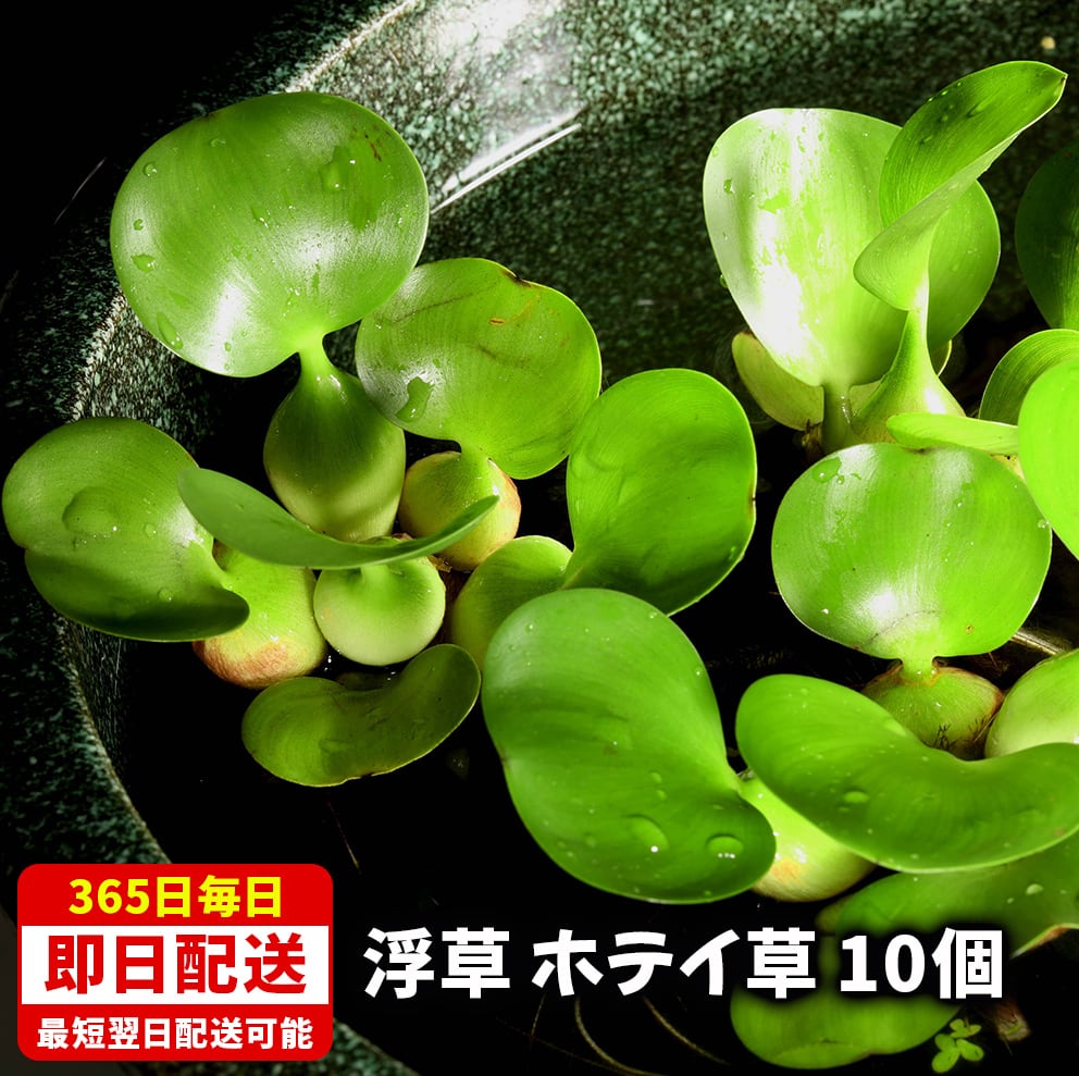 飼育用品 | めだかの箱庭