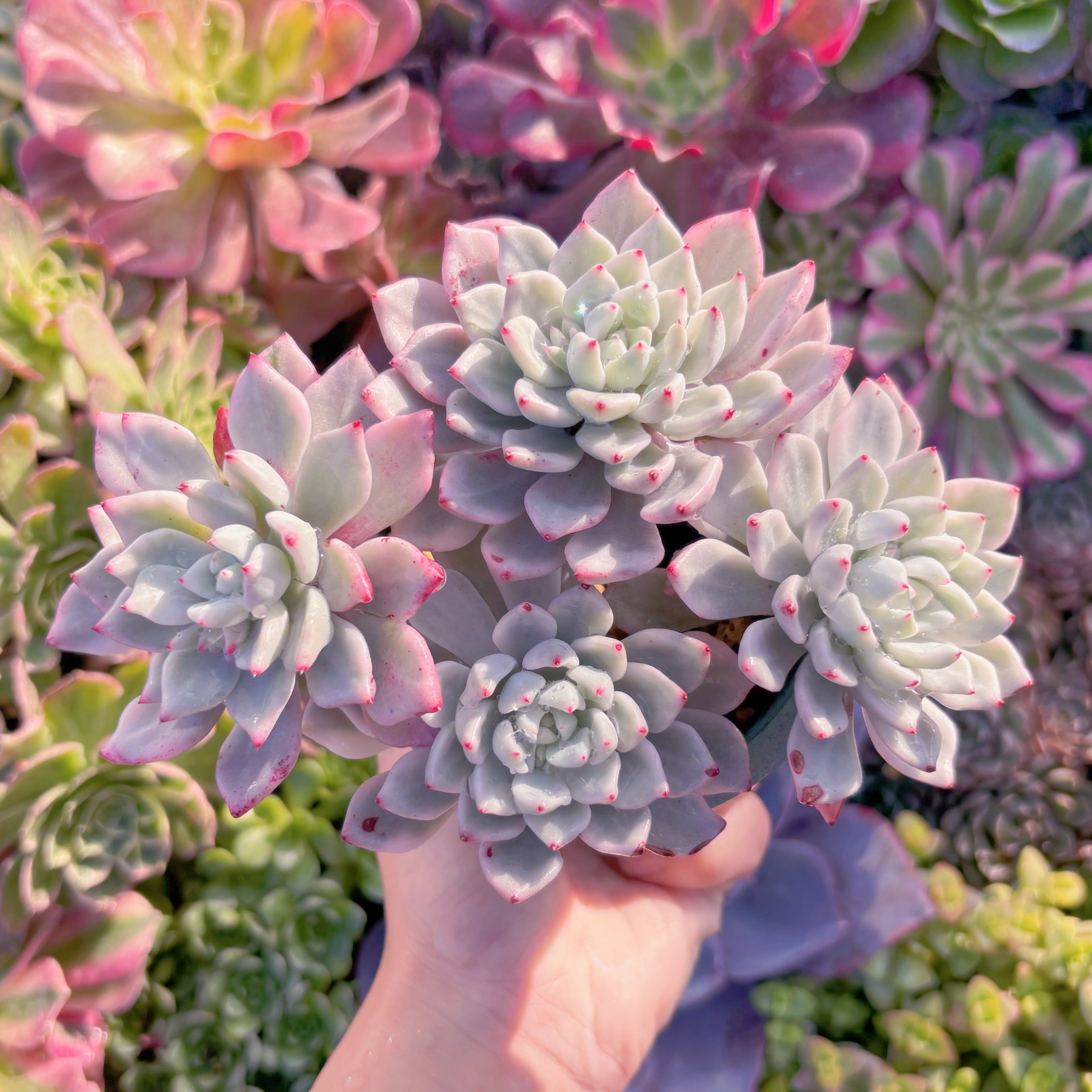 現品　雪の女王錦#M191　大群生　るる農園