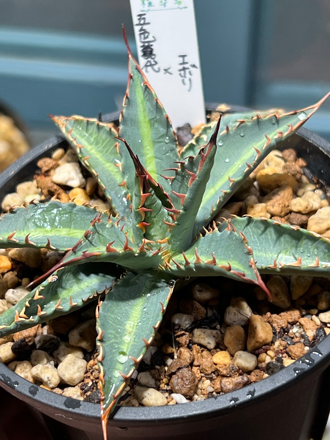 【 五色萬代 × 妖炎】 ⑤