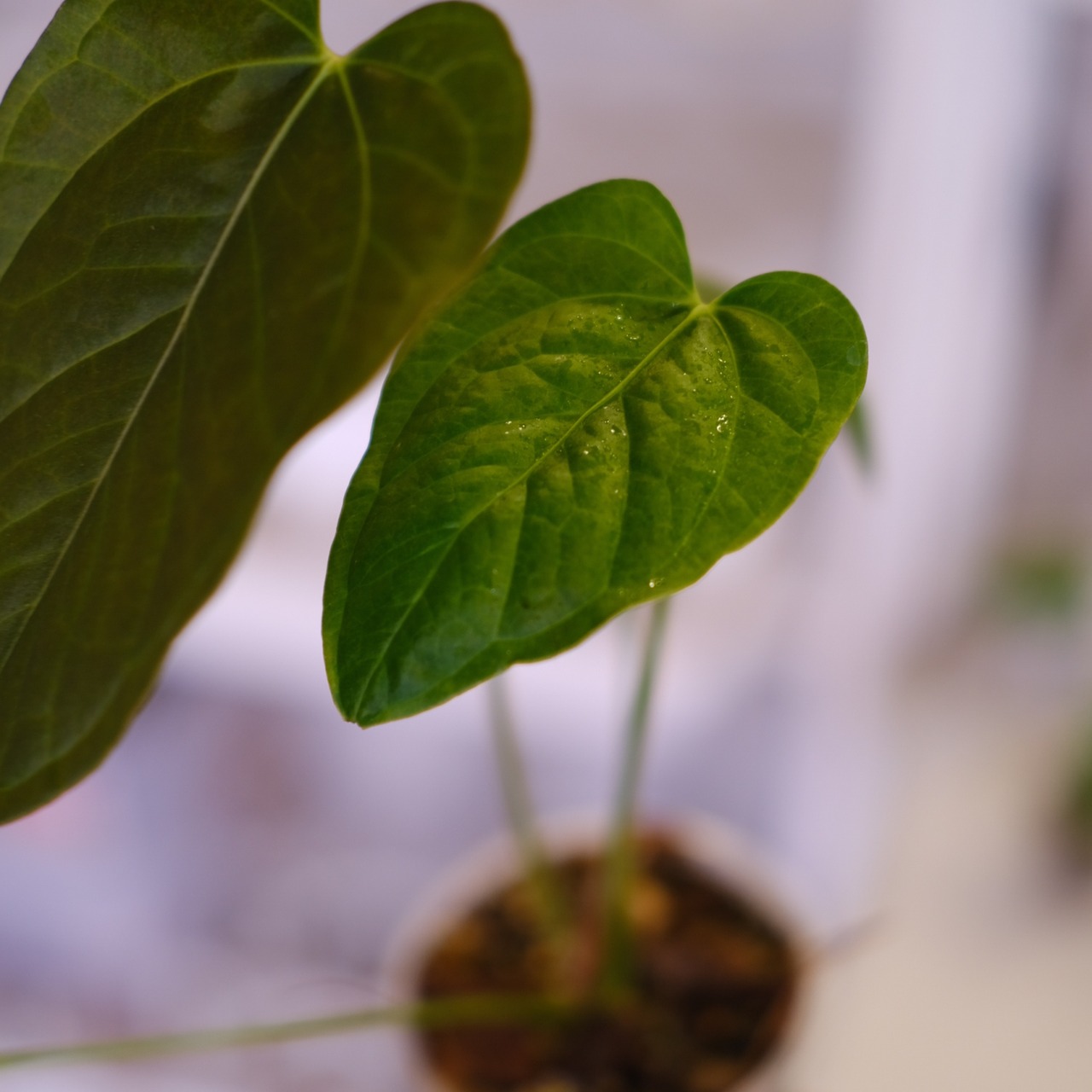 Anthurium Queen of Heart│アンスリウム クイーン オブ ハート│観葉植物