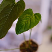 Anthurium Queen of Heart│アンスリウム クイーン オブ ハート│観葉植物