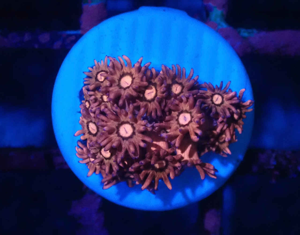 【現地買付】Goniopora FromMakassar Frag 10