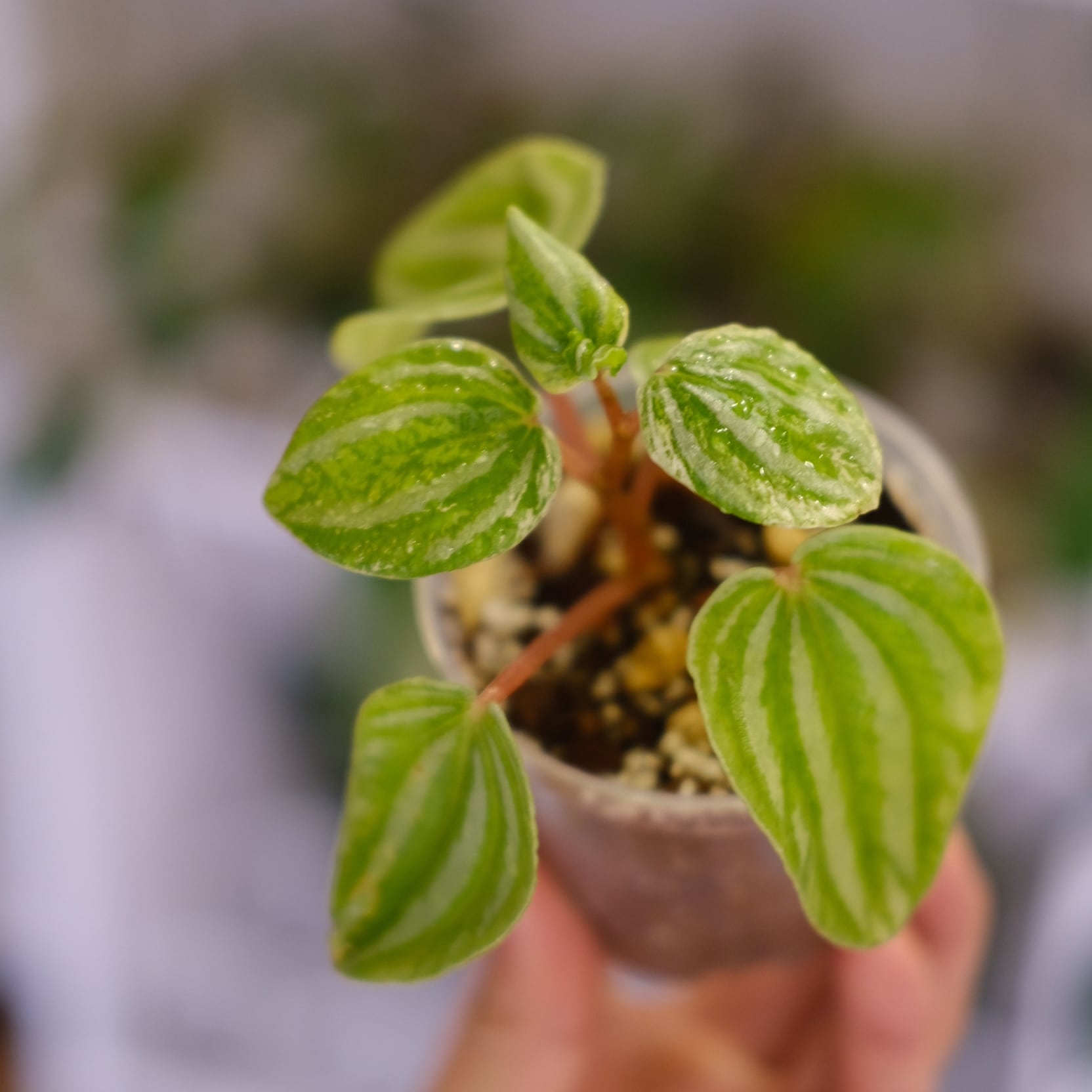 Peperomia argyreia ペペロニア⑨ variegated/スイカ その他観葉植物
