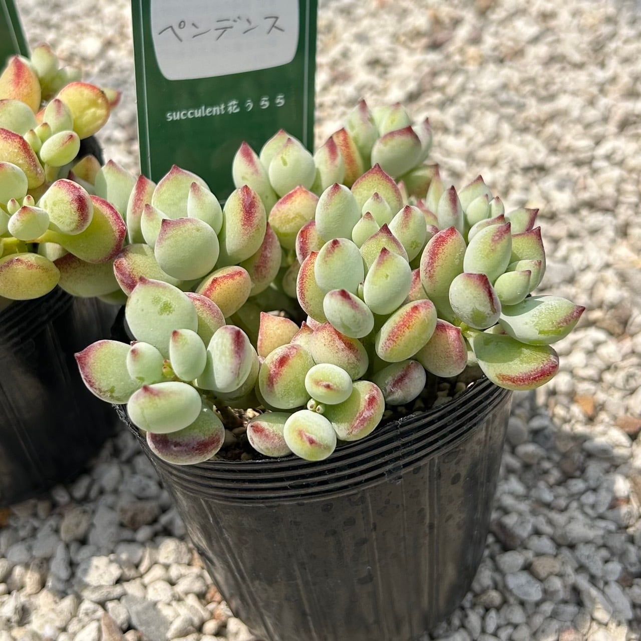 専用！多肉植物^o^  希少交配種　花うらら×達磨秀麗　小苗 多肉植物 おはな だるま姫秀麗×花うらら 抜き苗 - メルカリ