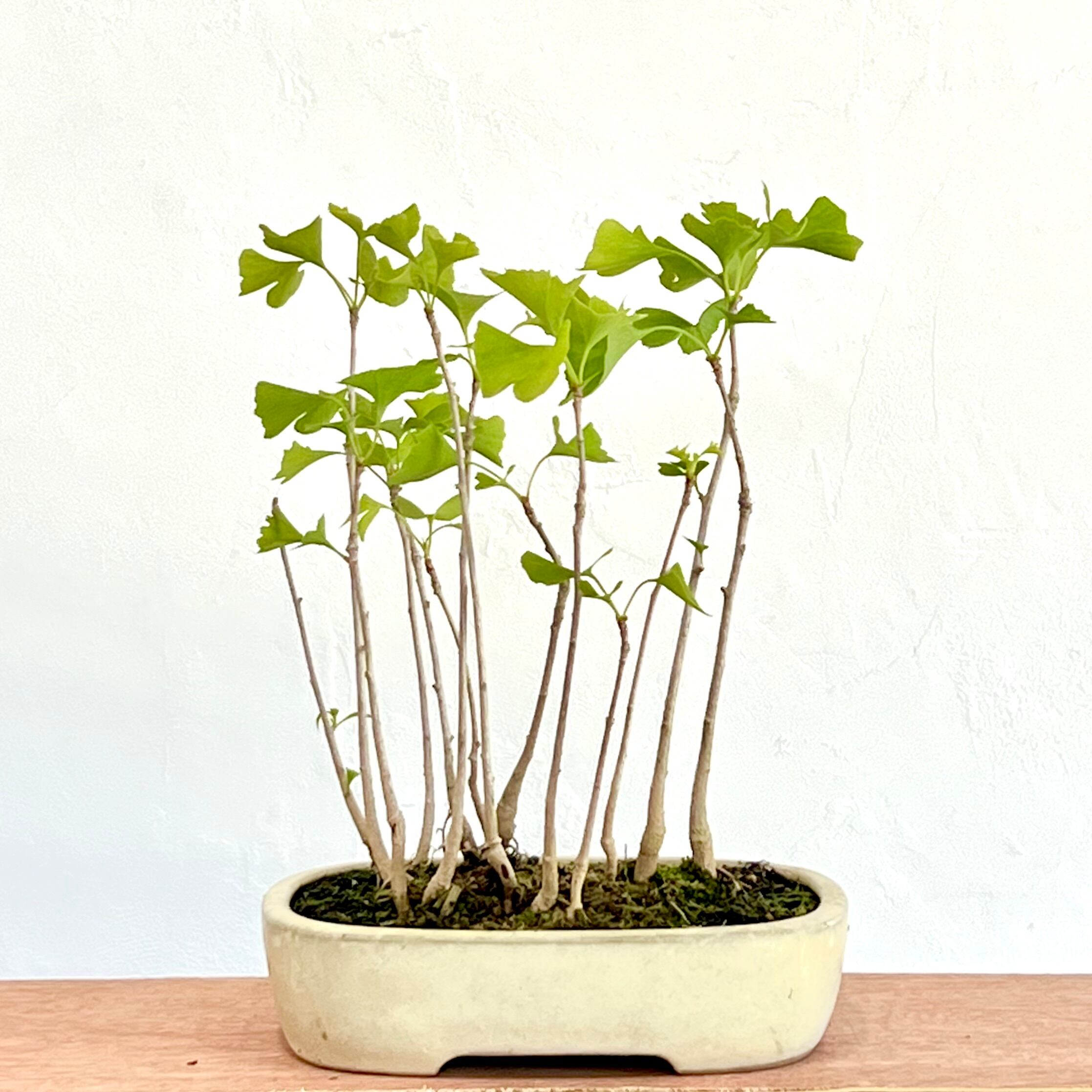 イチョウの木 イチョウの寄植え盆栽｜小さな木立を楽しむ一点物｜高さ約30cm