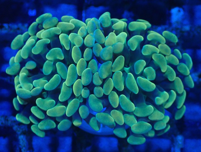 ParaAncora YellowGreen 4