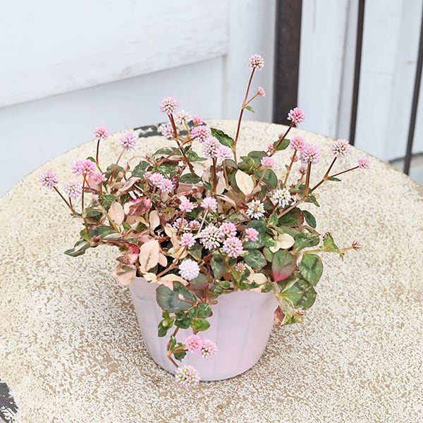 草花苗 斑入り ポリゴナム ピンクセレブ ヒメツルソバ 3号 宿根草