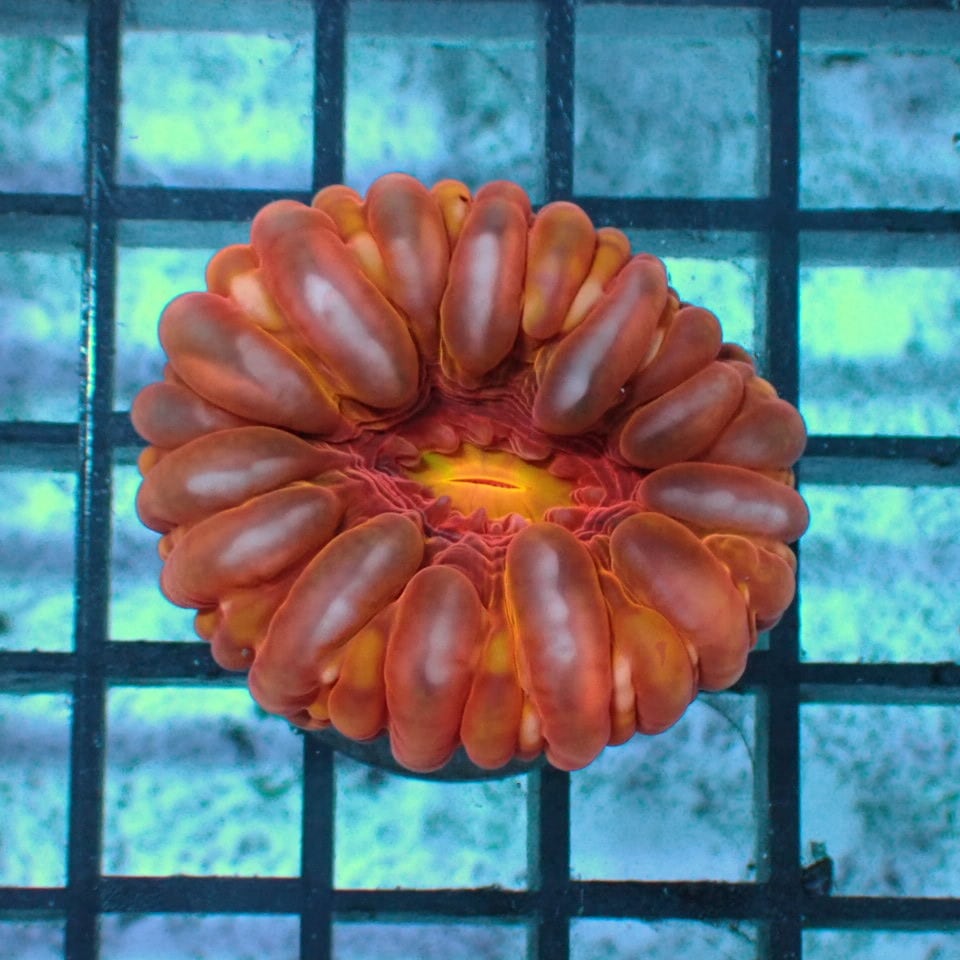 コハナガタサンゴ | HOUSE REEF(ハウスリーフ)サンゴ・海水魚・海藻