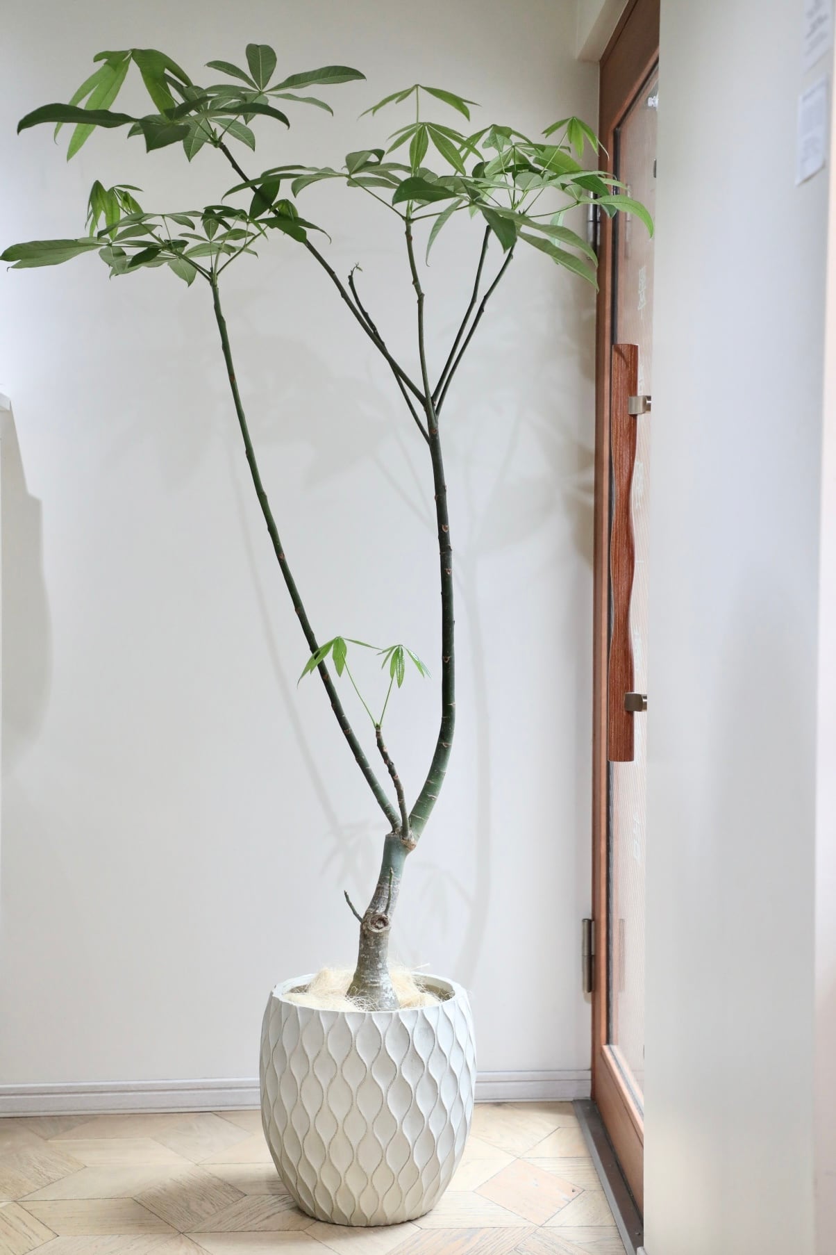 パキラ L/177cm】パキラ/Pachira glabra | 【厳選植物・器】MIDORI DOUMEI 翠