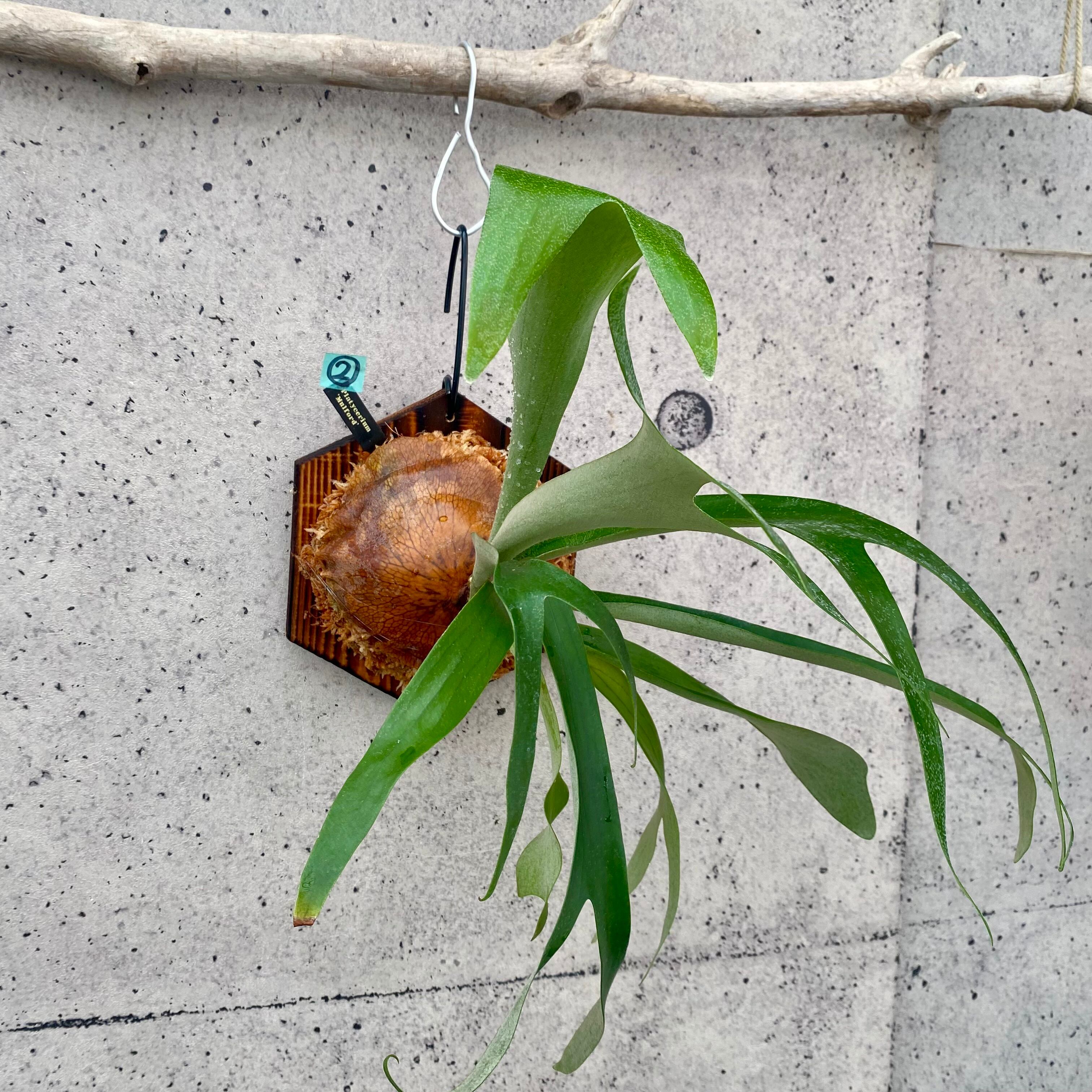 逆さポット植えです！フペルジア『Hang Hong』 | Planet Plants