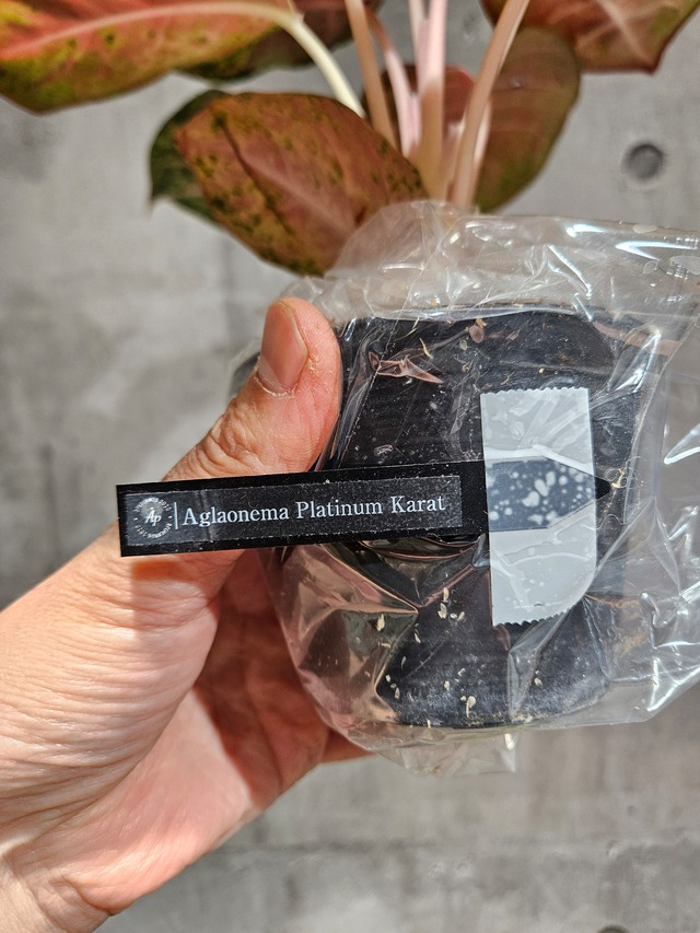 Aglaonema Platinum Karat  アグラオネマ プラチナム カラット 【artPLANTs/PLANTS GARAGE】 アグラオネマ/Aglaonema