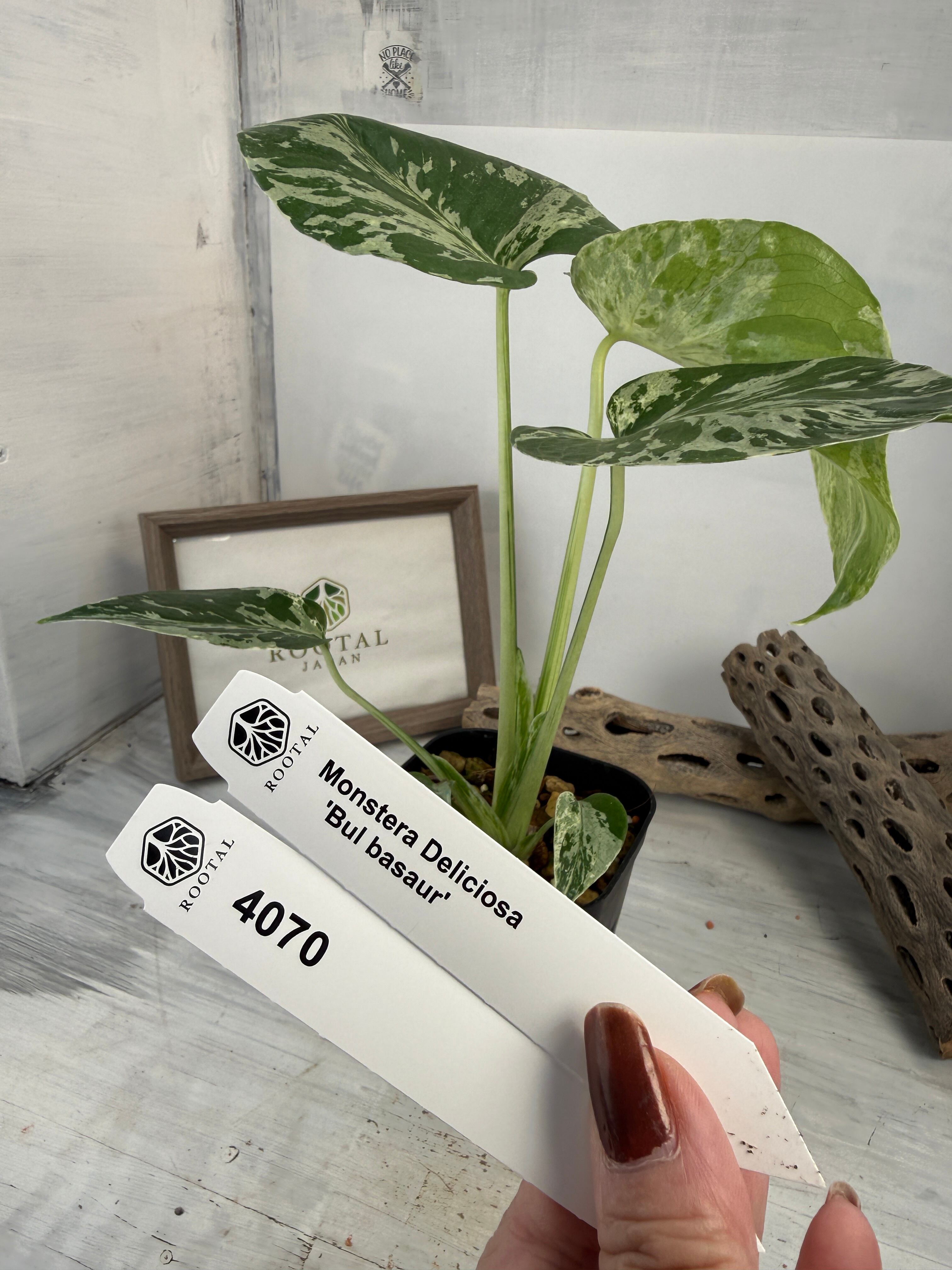 多肉植物 アエオニウム 孔雀白錦 美苗 #孔3 | PAY ID