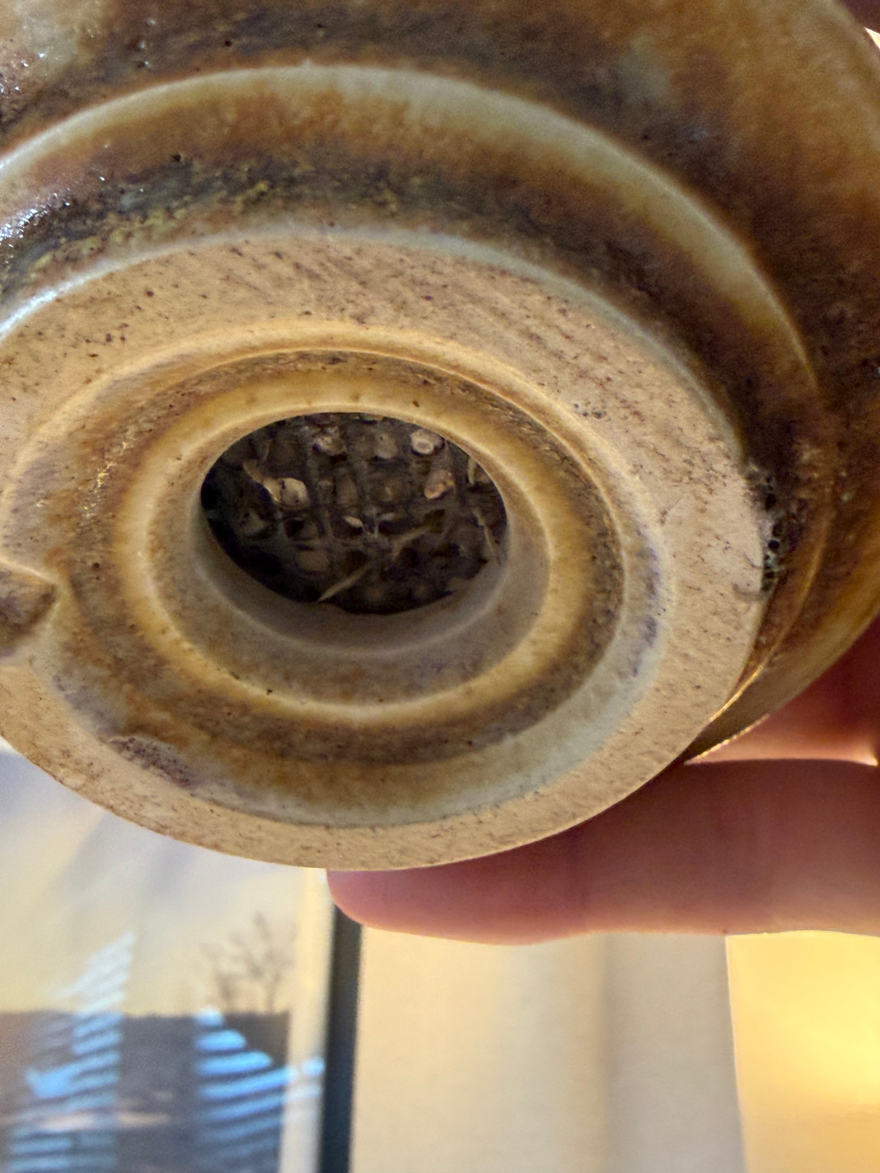 棘が異常に発達した赤肌と白肌の両方を楽しめるパキポディウム グラキリス