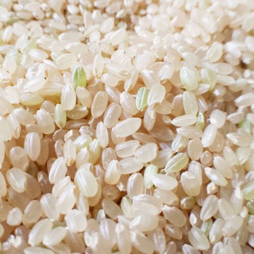 こしひかり【 玄米 げんまい 】 5kg ＜2024年産＞ | 信濃屋