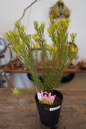 リューカデンドロン ストロベリーフェアー⑥