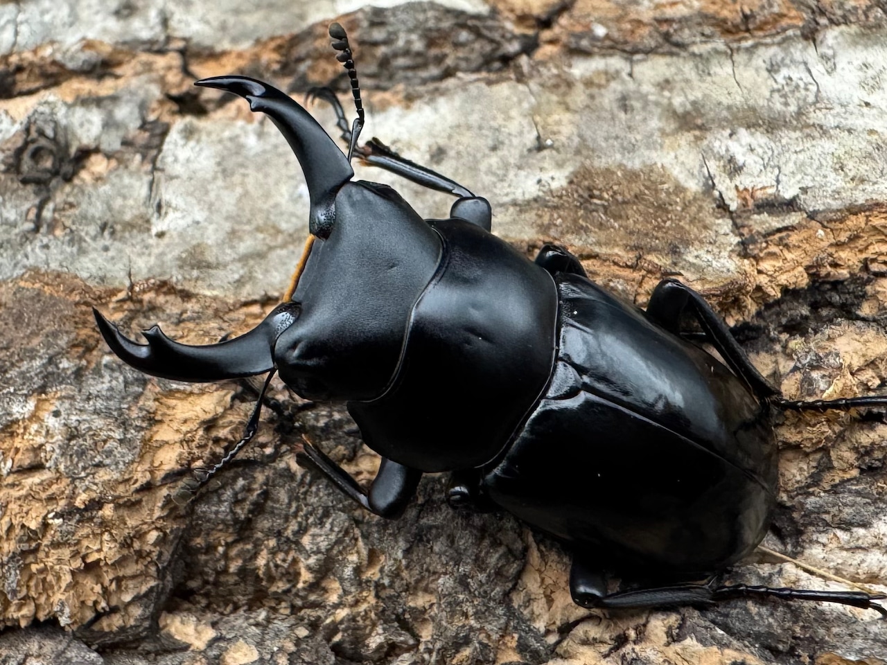 【WD】《シネンシスコクワ ssp. 怒江亜種 36mm ペア》