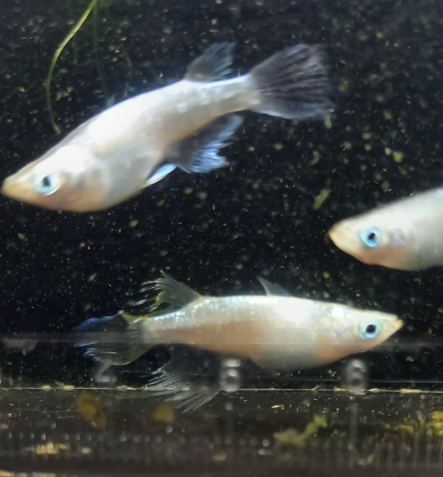 【めだかｙａ】極上!!　白カブキめだか　雄１匹　雌２匹　６/３発送限定　 ☆ 白カブキ×松井鰭長白幹之 F２ 雌２匹 雄１匹