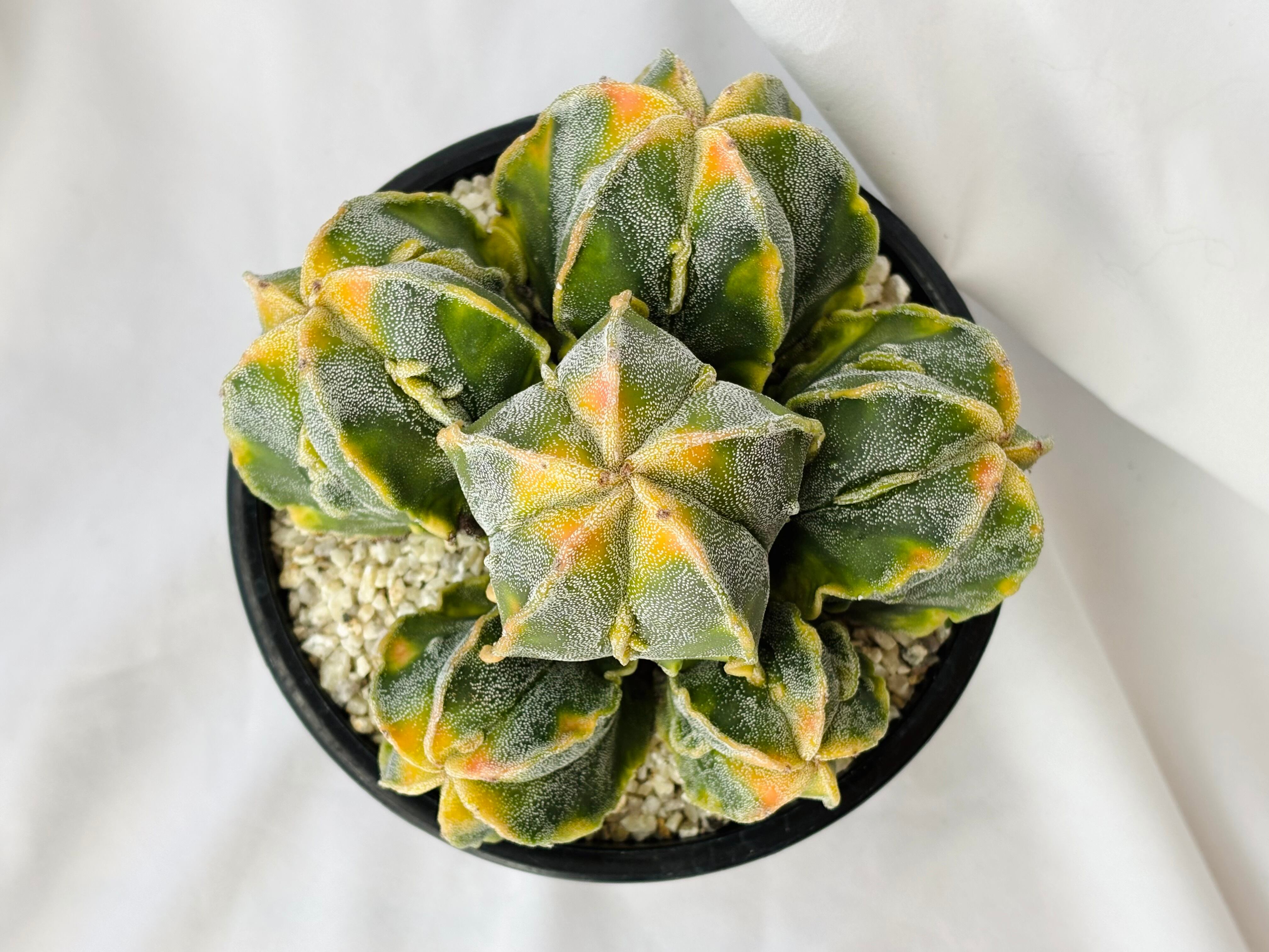 Astrophytum myriostigma アストロフィツム 紅葉複隆ランポー玉 鸞鳳玉