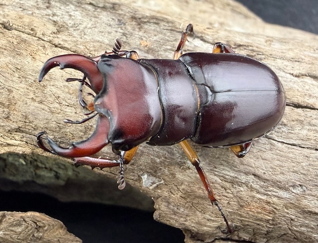 《カプレオルスミヤマクワガタ 38mm ペア》