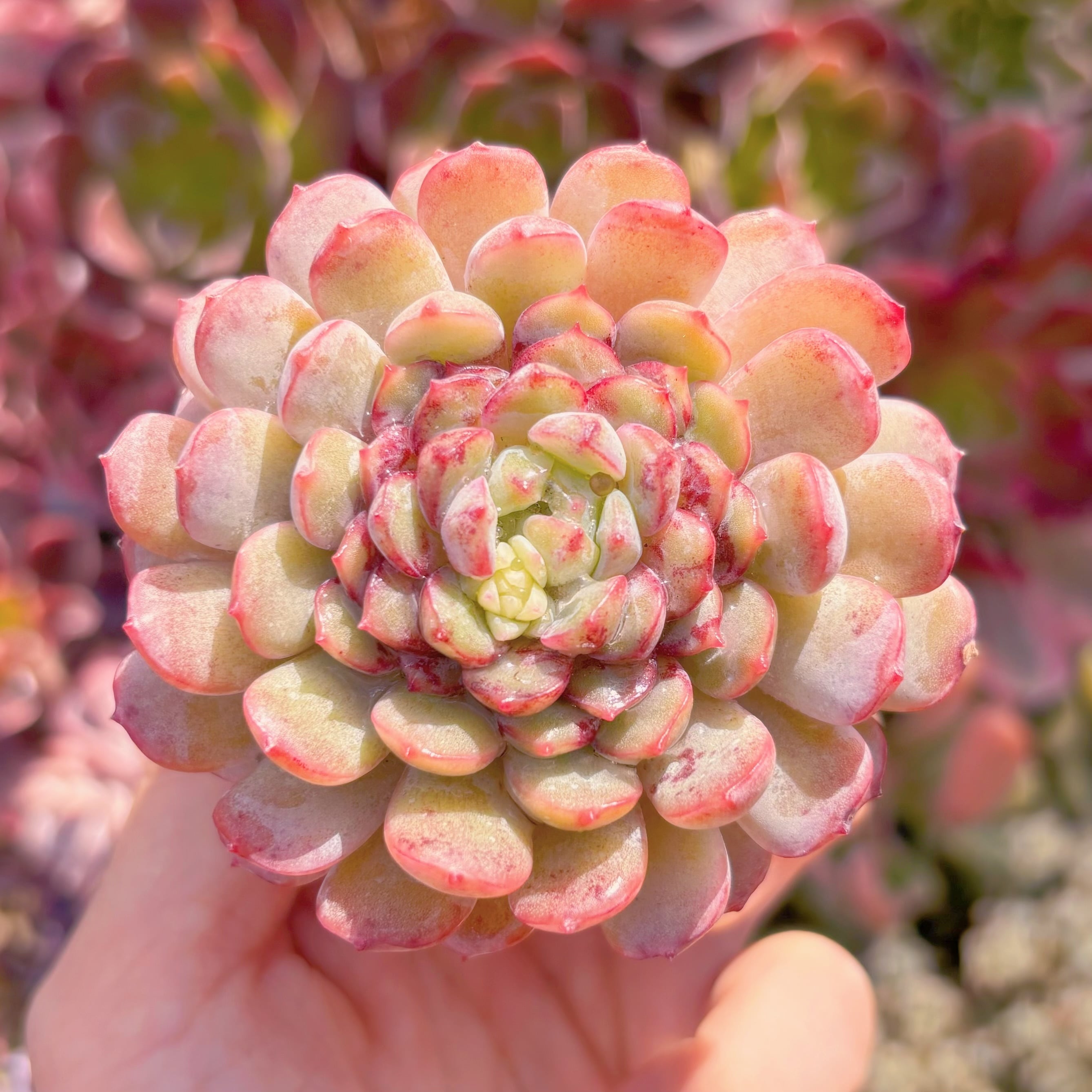 多肉植物　Robin　新入荷　るる農園