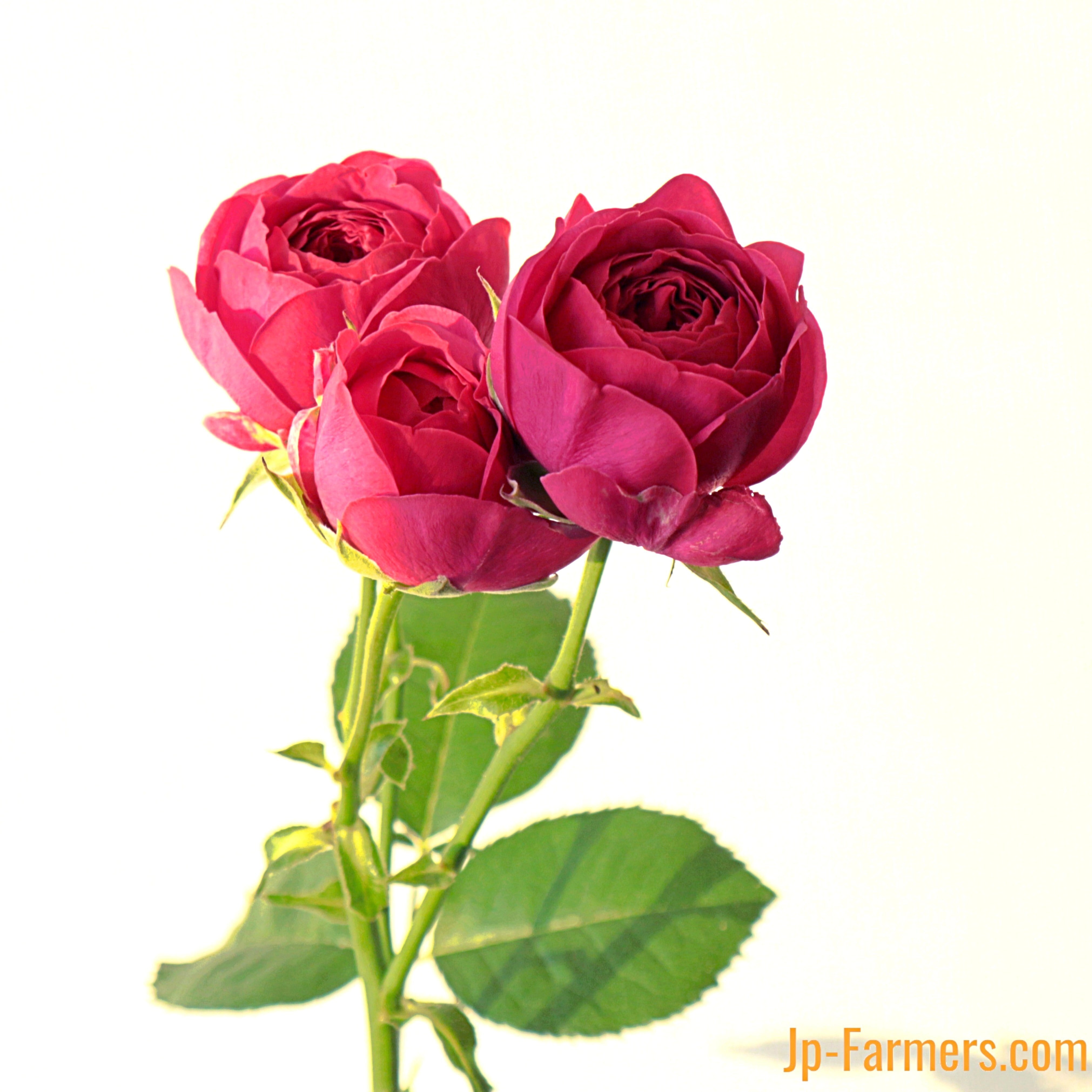 声をかけたくなる可愛いさ FINEROSE ☆SPバラ 品種名