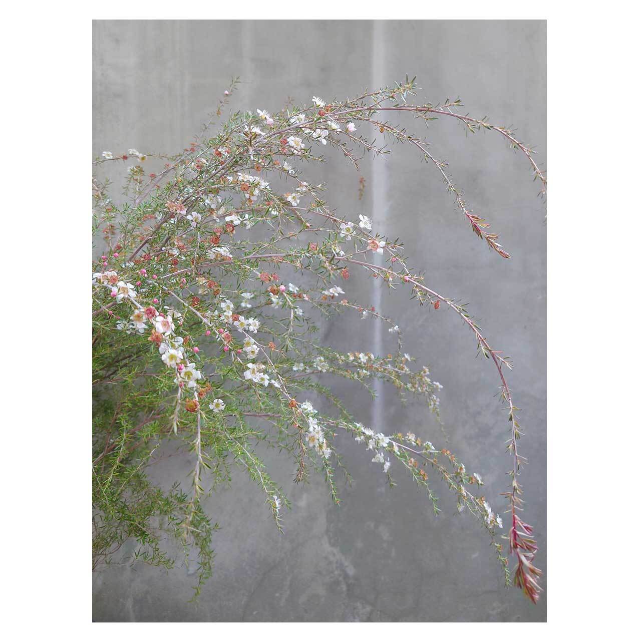 Leptospermum polygalifolium 'Cardwell' | Seeding