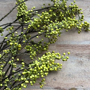 【枝物のお宝商品】　季節の枝物　青モジ　10本