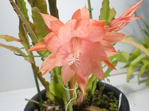 Epiphyllum hybrid '佳月姫'　１０．５ｃｍＰＯＴ　３．５号鉢