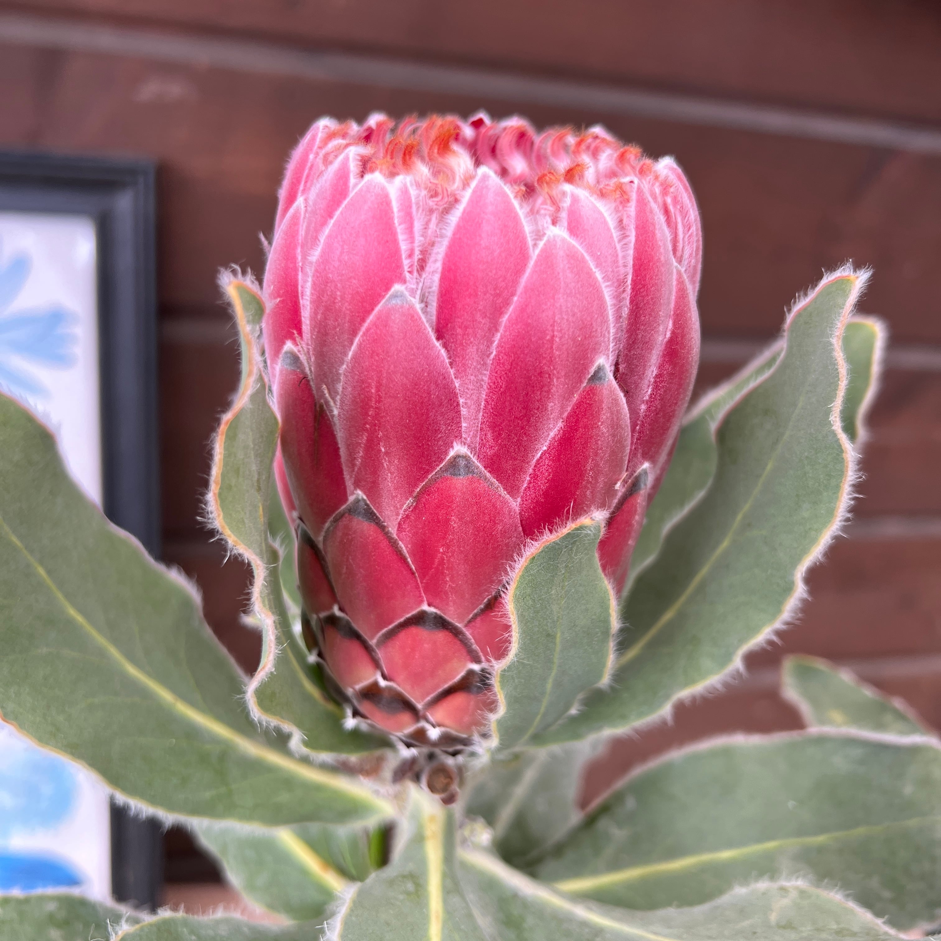 プロテア ピンクプリンセス | 沼ノ上農園