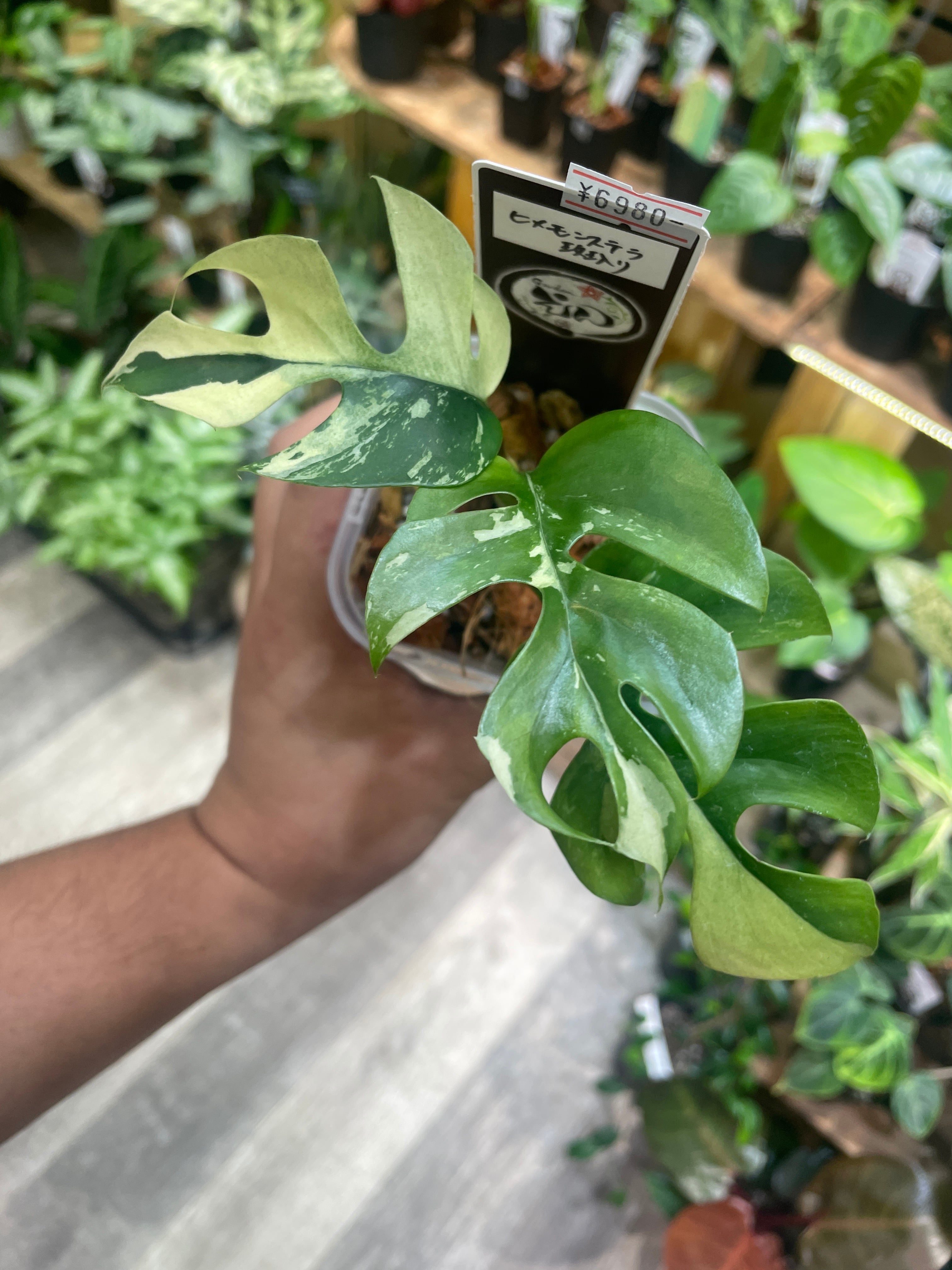 モンステラ 斑入り ヒメモンステラ ミント斑入り 希少 【公式通販