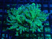 Paradivisa MettalicGreen 2