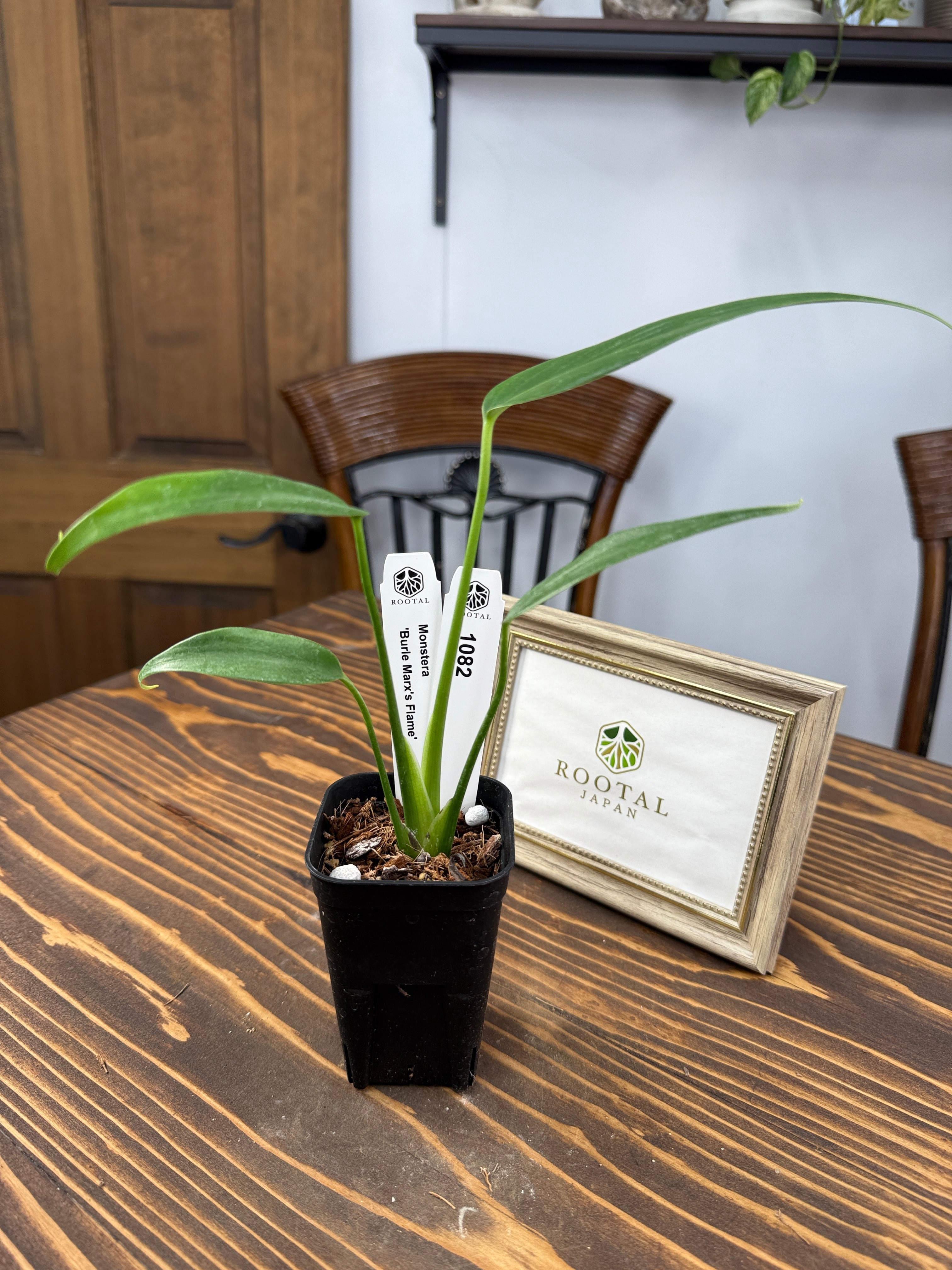 ため息がでるほど 素敵すぎる✨ モンステラ バールマルクスズ フレーム