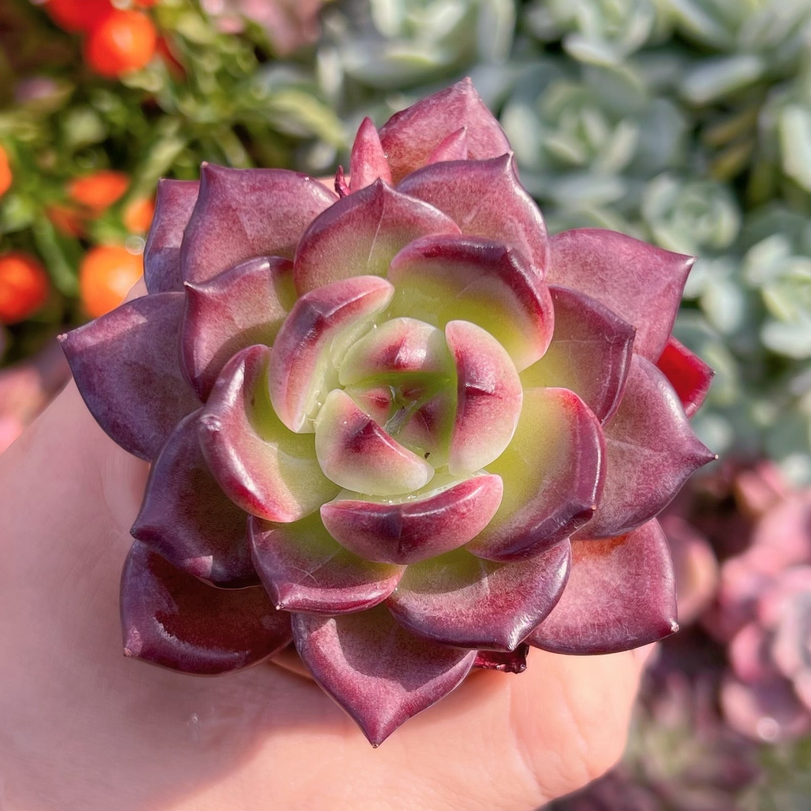 多肉植物　黒武士　新入荷　るる農園