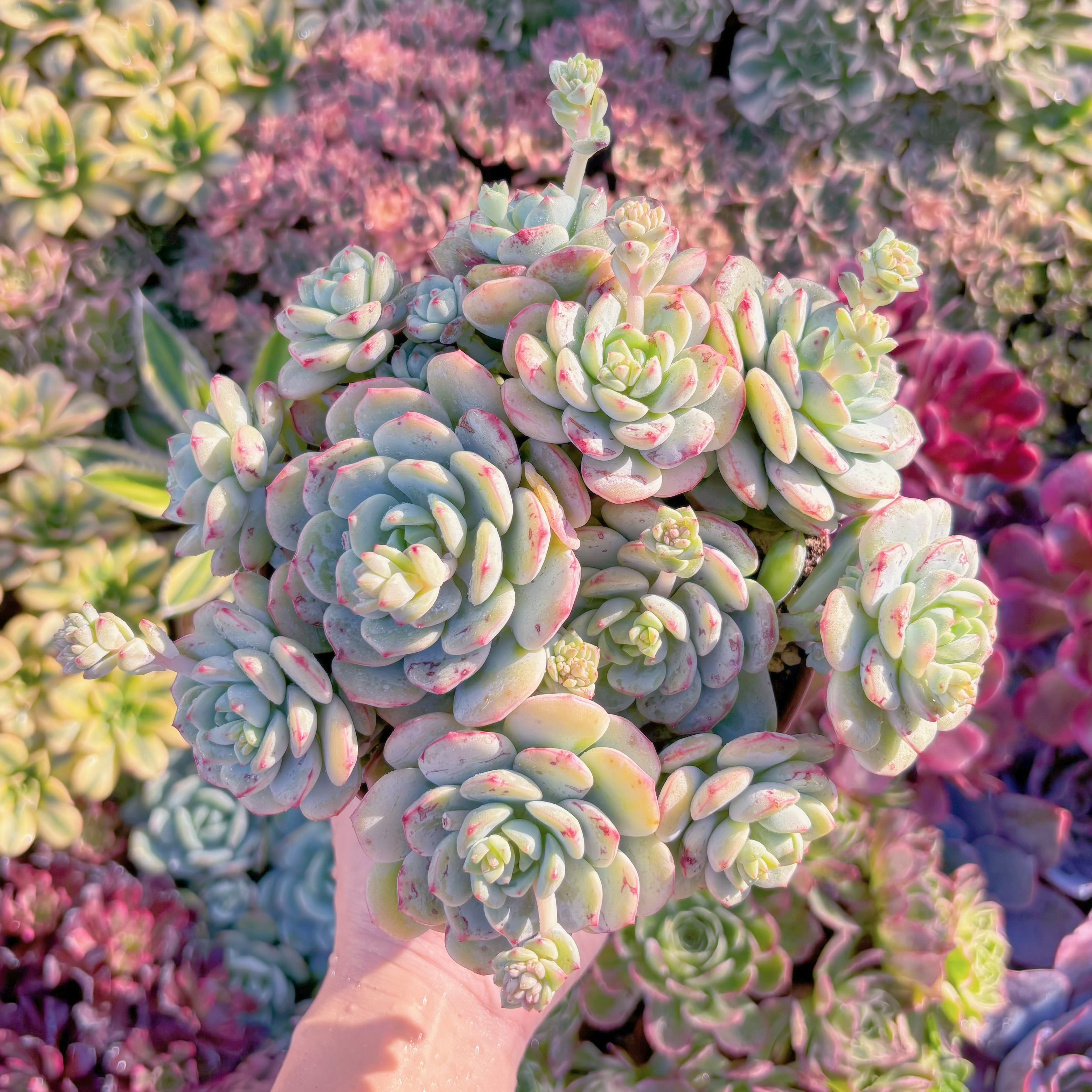 現品　バニラビス#M017　特大群生　新入荷　るる農園