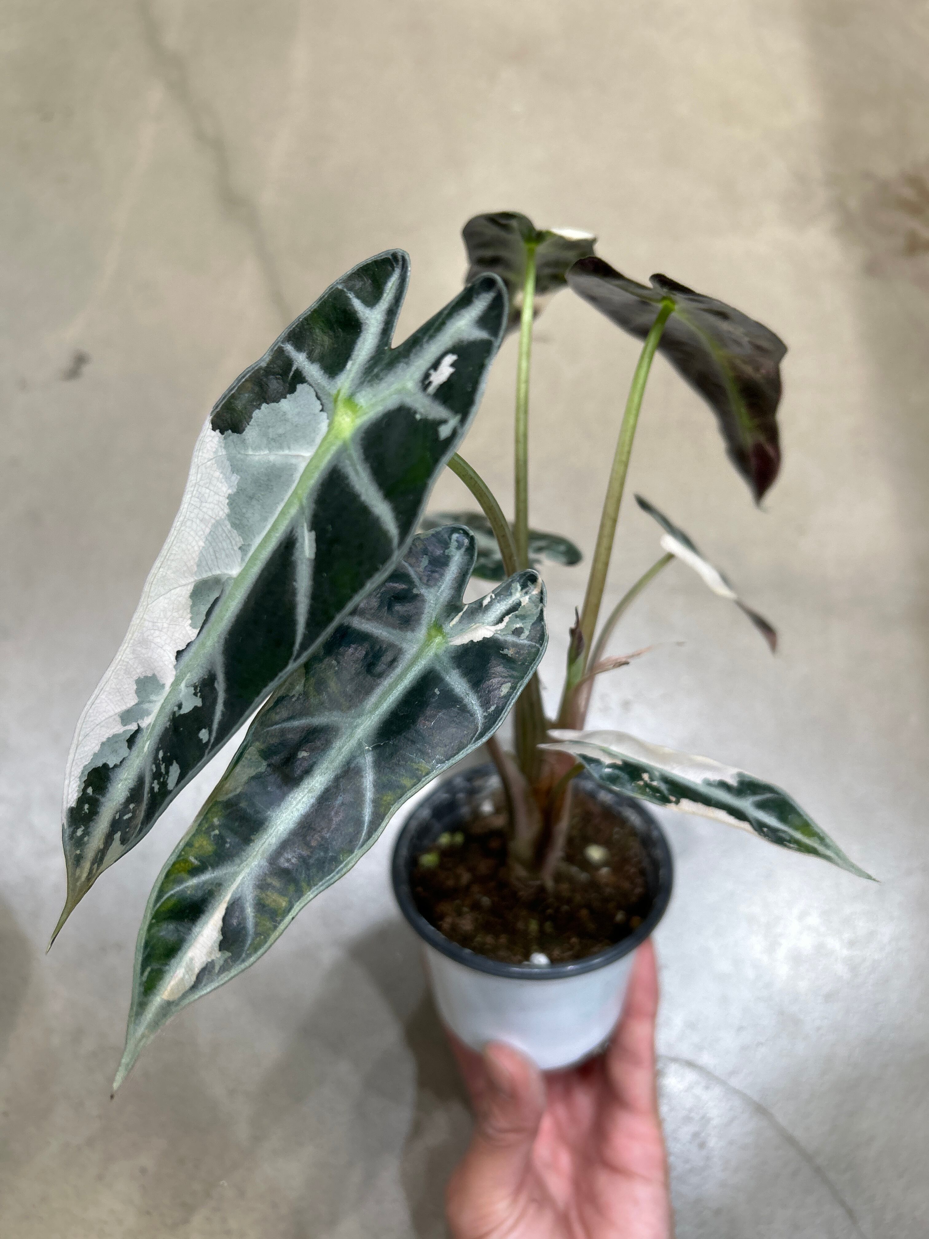 アロカシア ヘテロフィラ メタリックブルー | MIDORIYA 観葉植物専門店