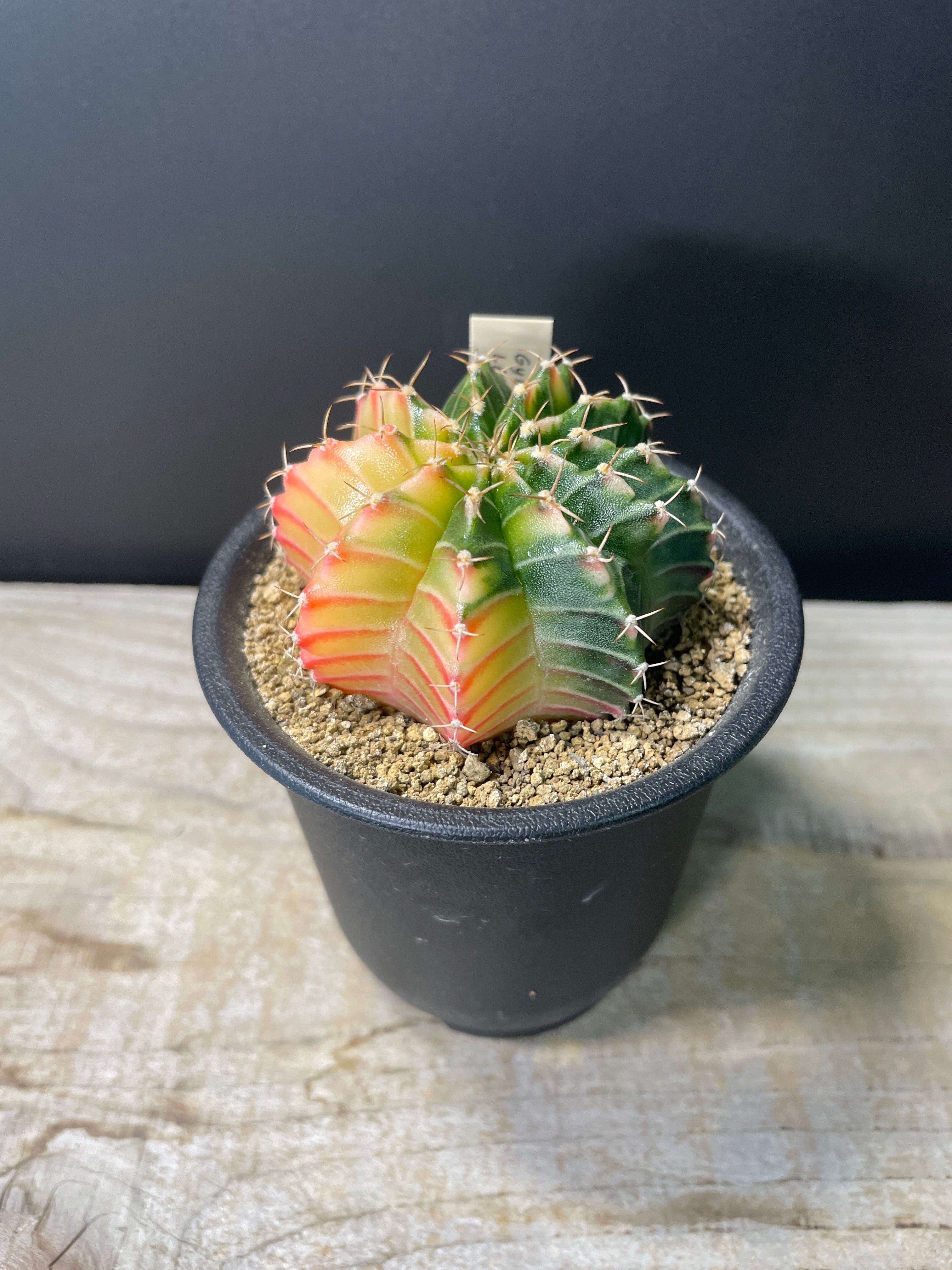 E. ギムノカリキウム ミハノビッチ VOS1241 2.5号 | 多肉植物 E. ギムノカリキウム ミハノビッチ VOS1241 2.5号 | 多肉植物