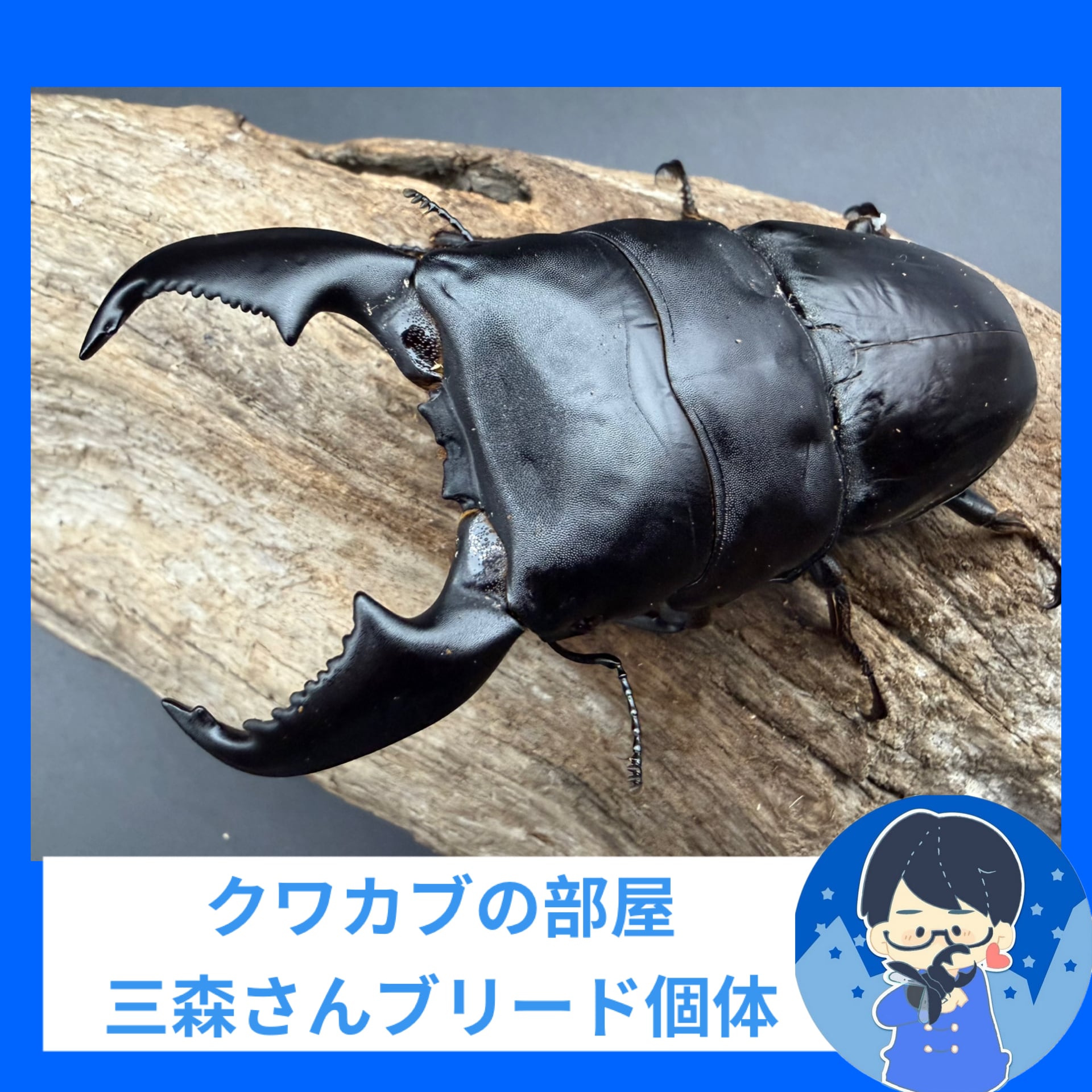 ヒラタクワガタの仲間 | KPW BASE店
