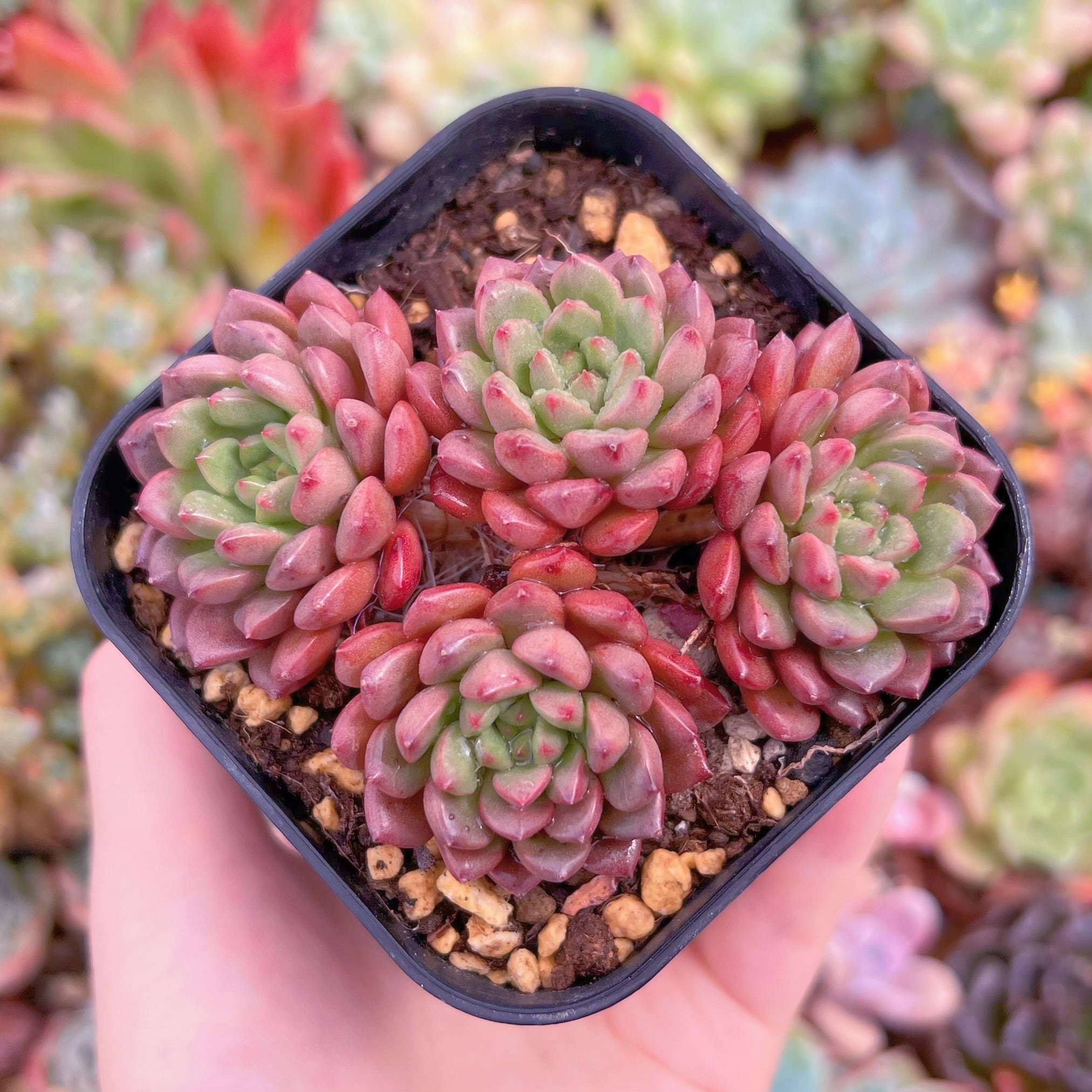 現品　ピンクルルビー#D10　群生　るる農園