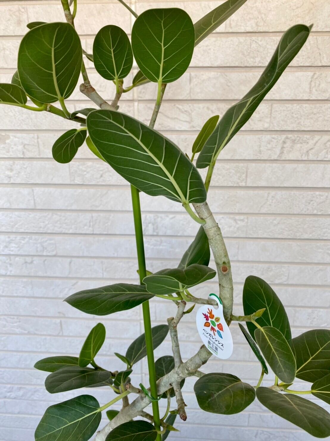 観葉植物 ベンガレンシス 曲り 8号 ① | ハウスプランツショップ 観葉