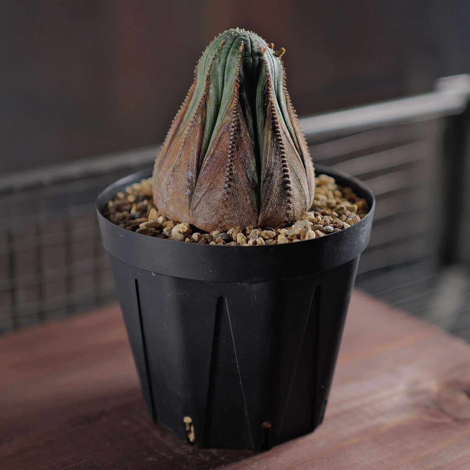 美模様 木質化 オベサ / ユーフォルビア | LIGHTHOUSE.PLANTS - 海外