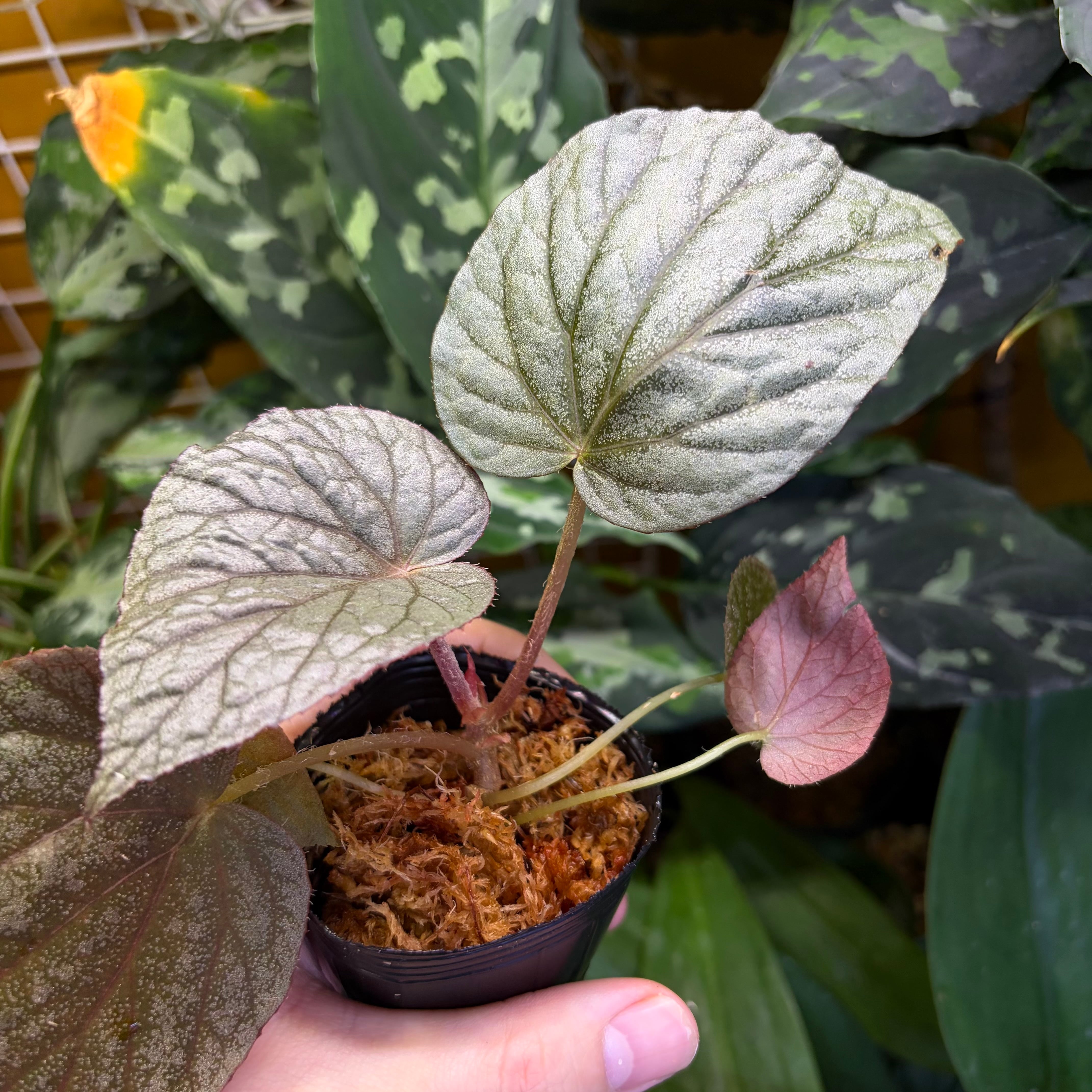 根茎性ベゴニア | 熱帯雨林植物専門店 トイ吉園芸