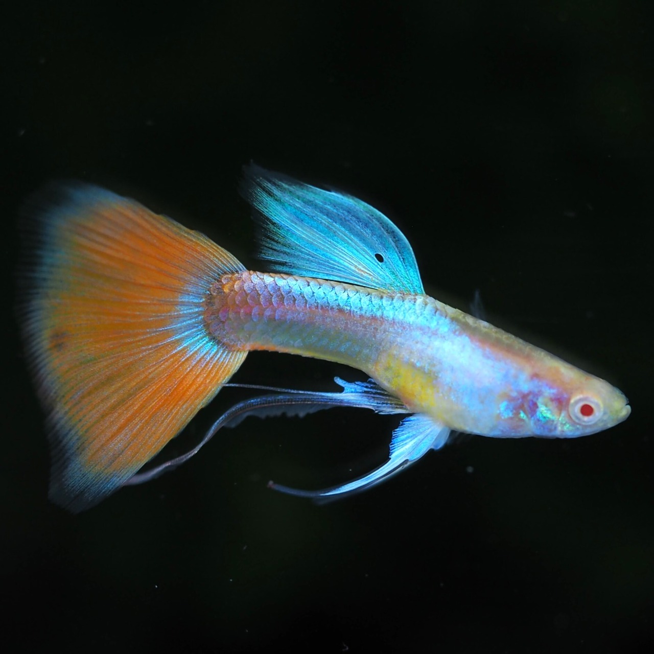 【現物】RREAラズリーネオンタキシードリボン　若魚1カルテット＋おまけ1ペア