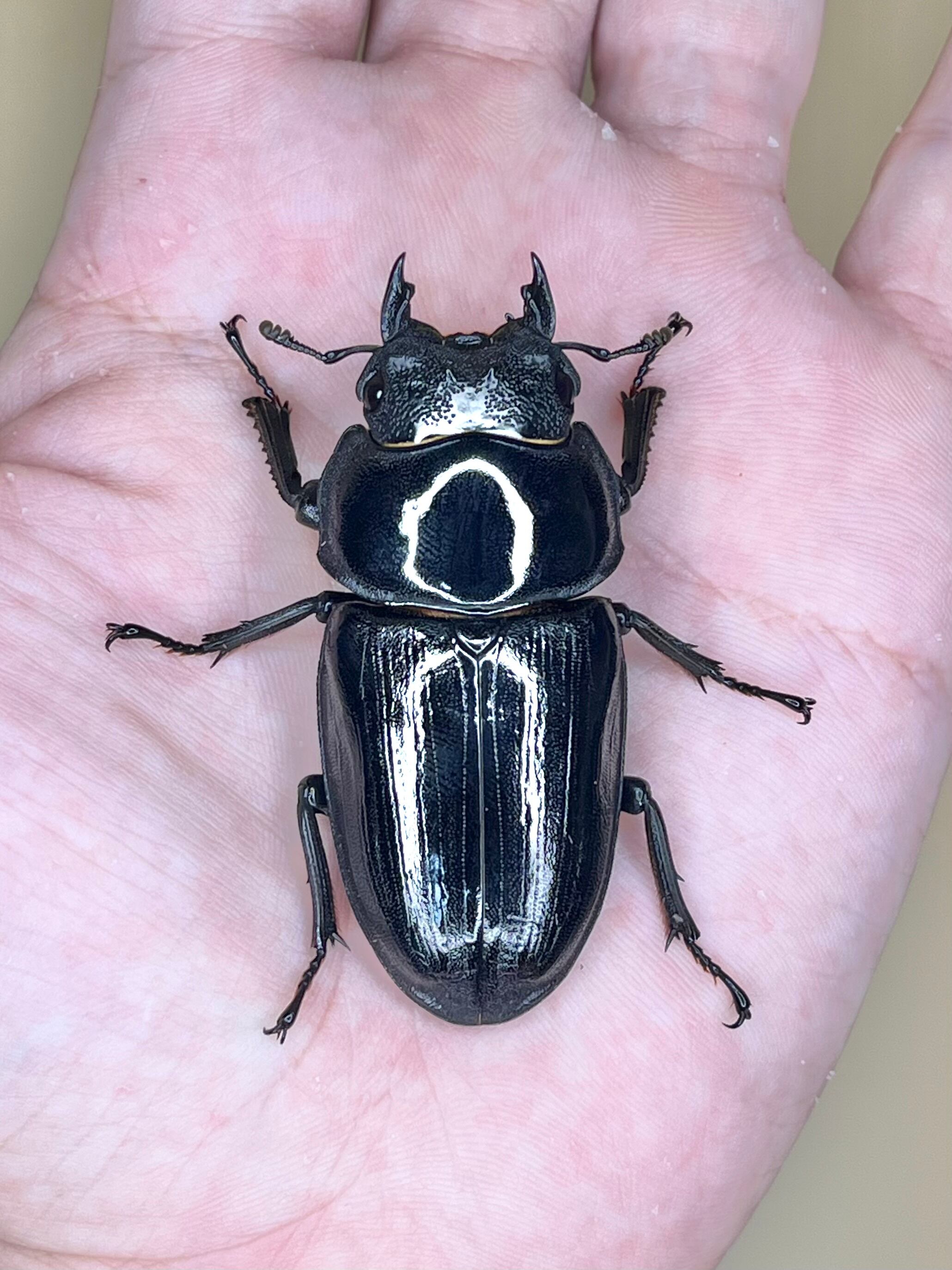 オオクワガタ（能勢）90ミリ♂♀ペア（♀61ミリ）【虫屋ドットコム 