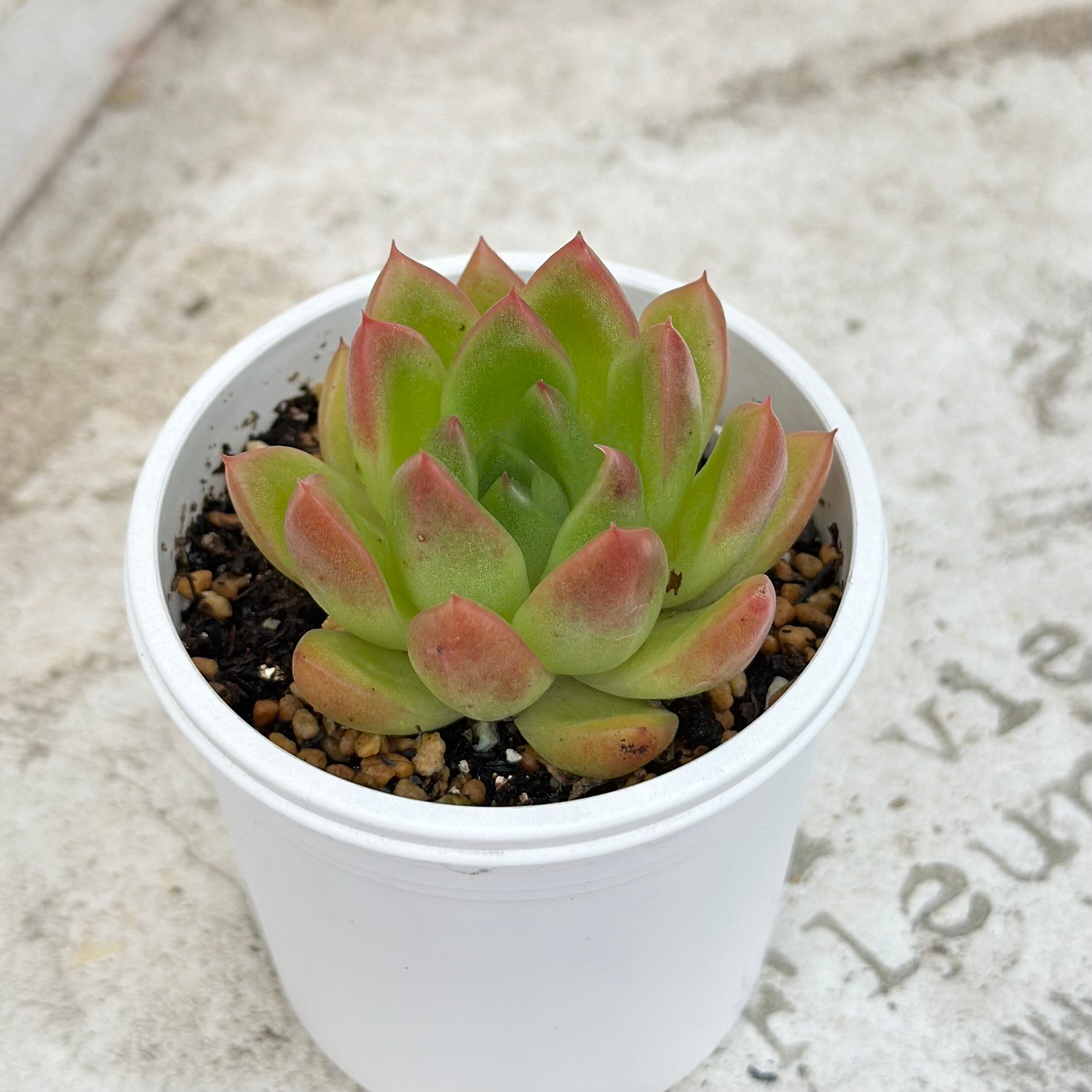 メルティングクリスタル 多肉植物 | Pay ID